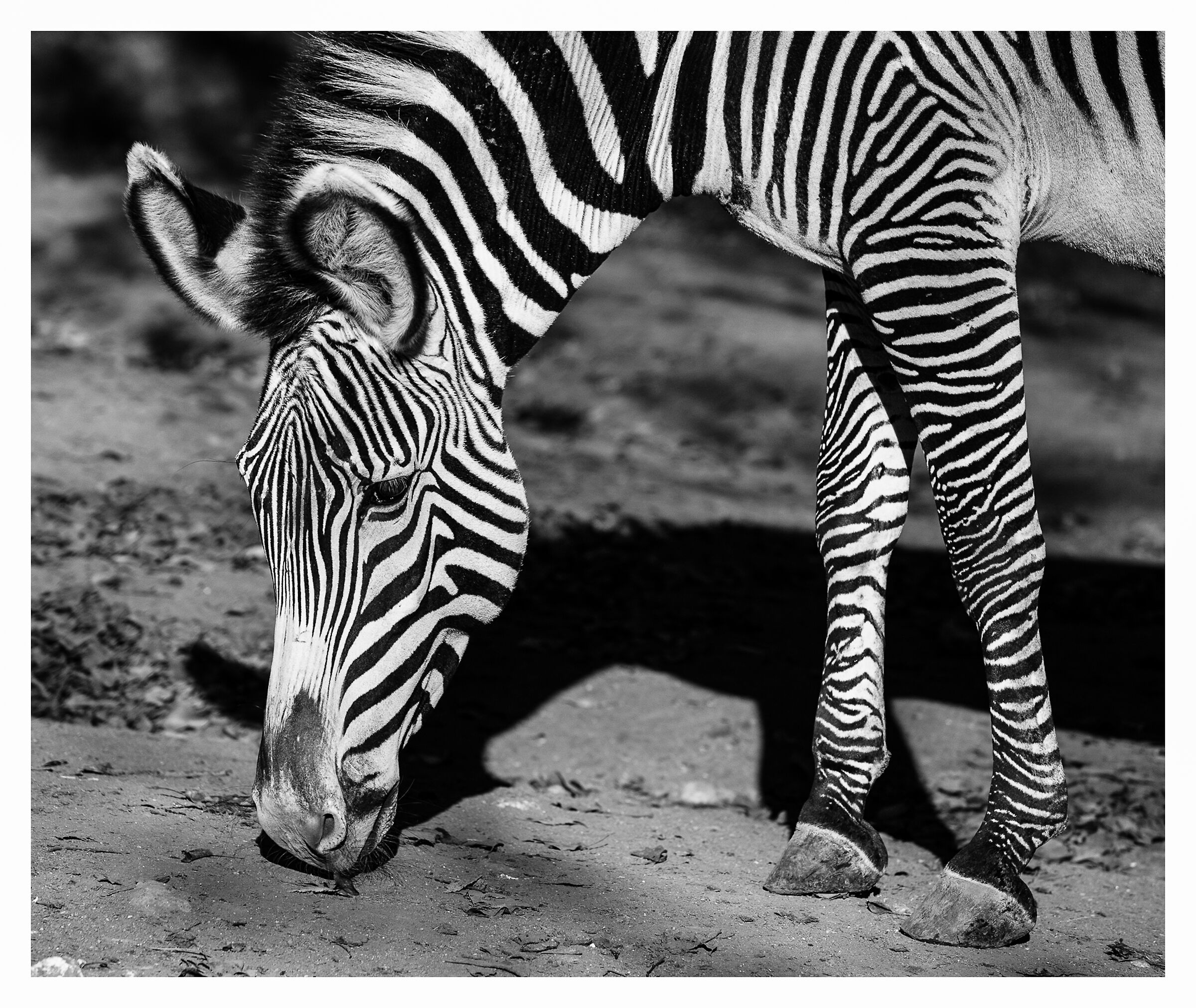 Black & white in nature