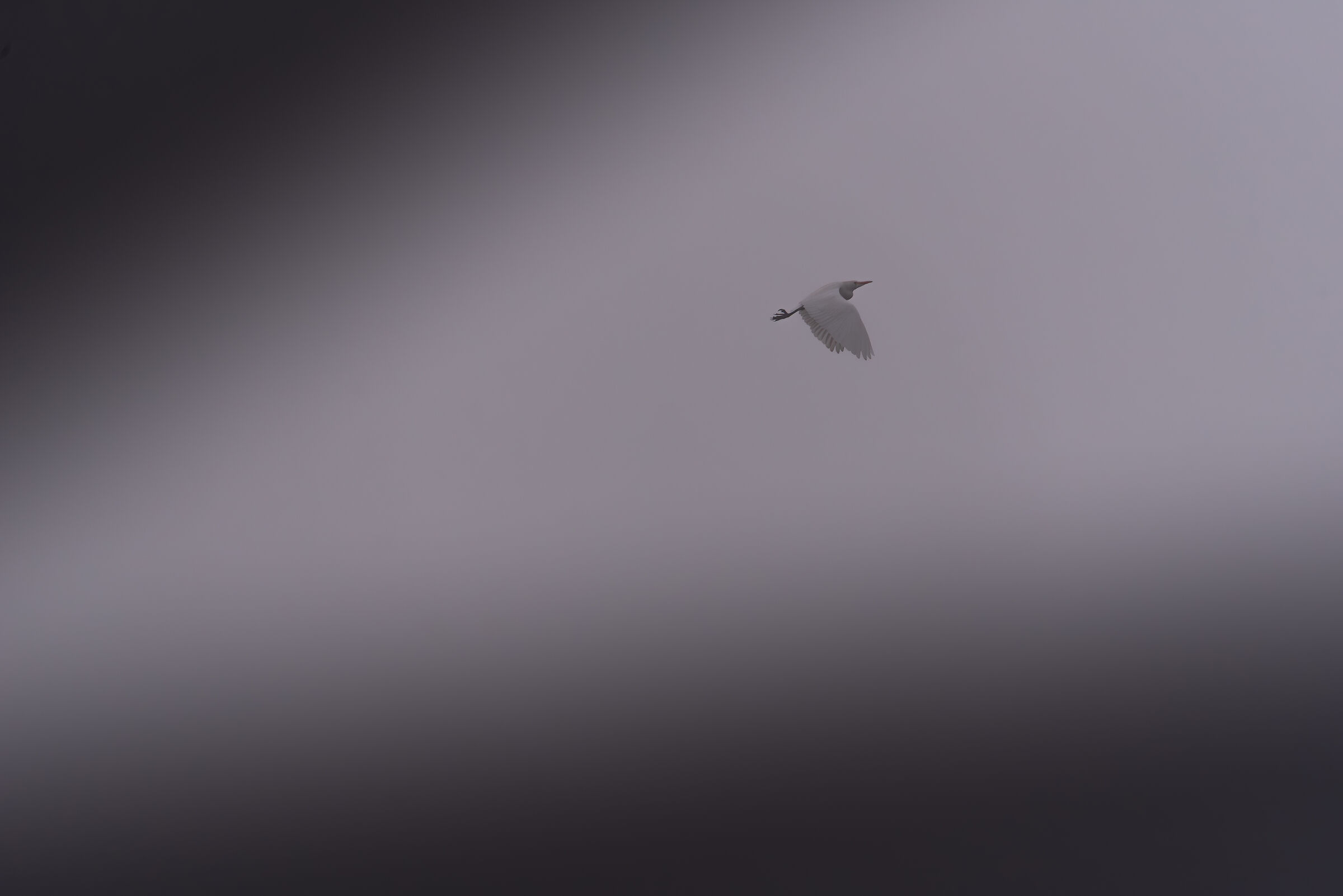 Volo verso la libertà...