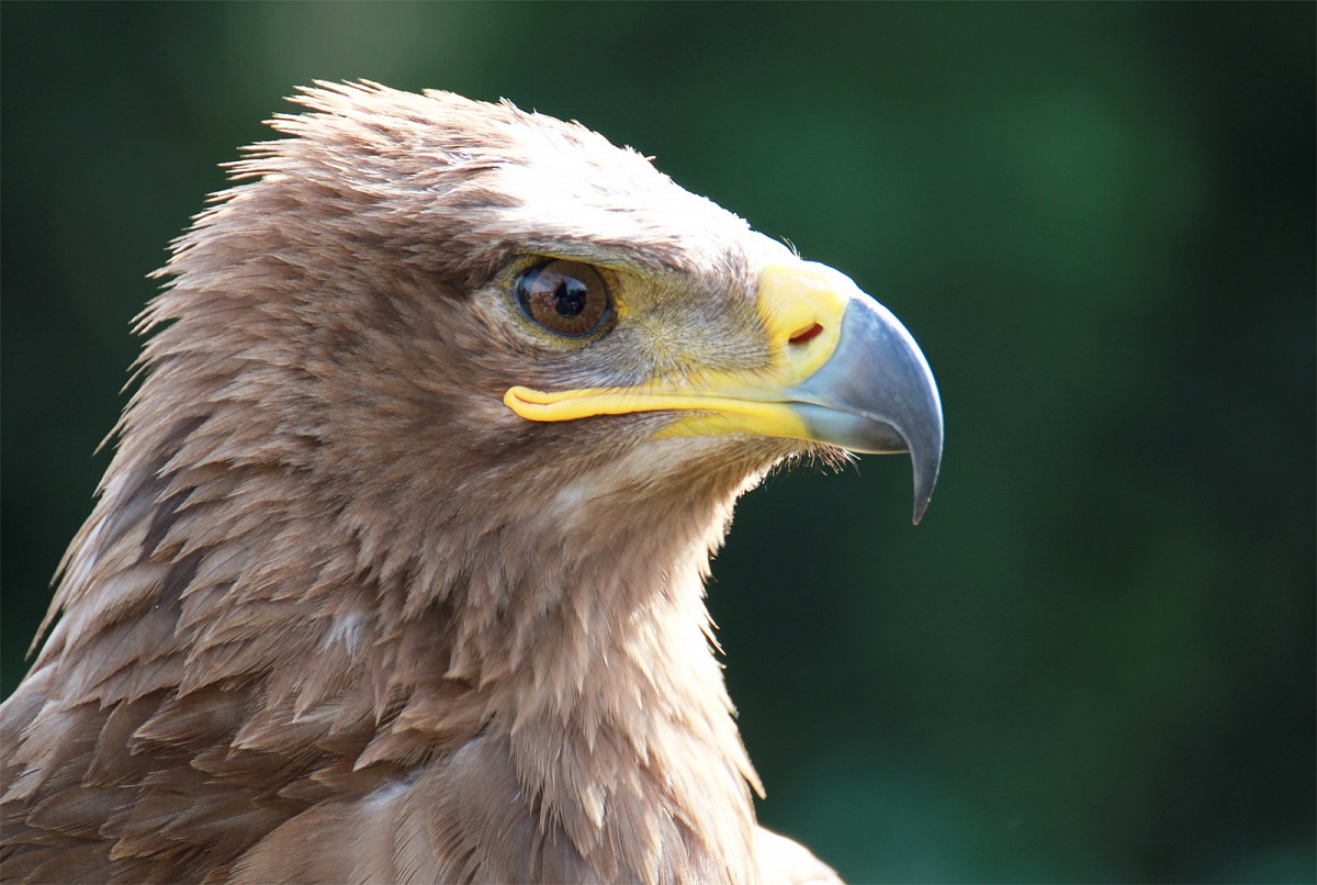 acquila delle steppe