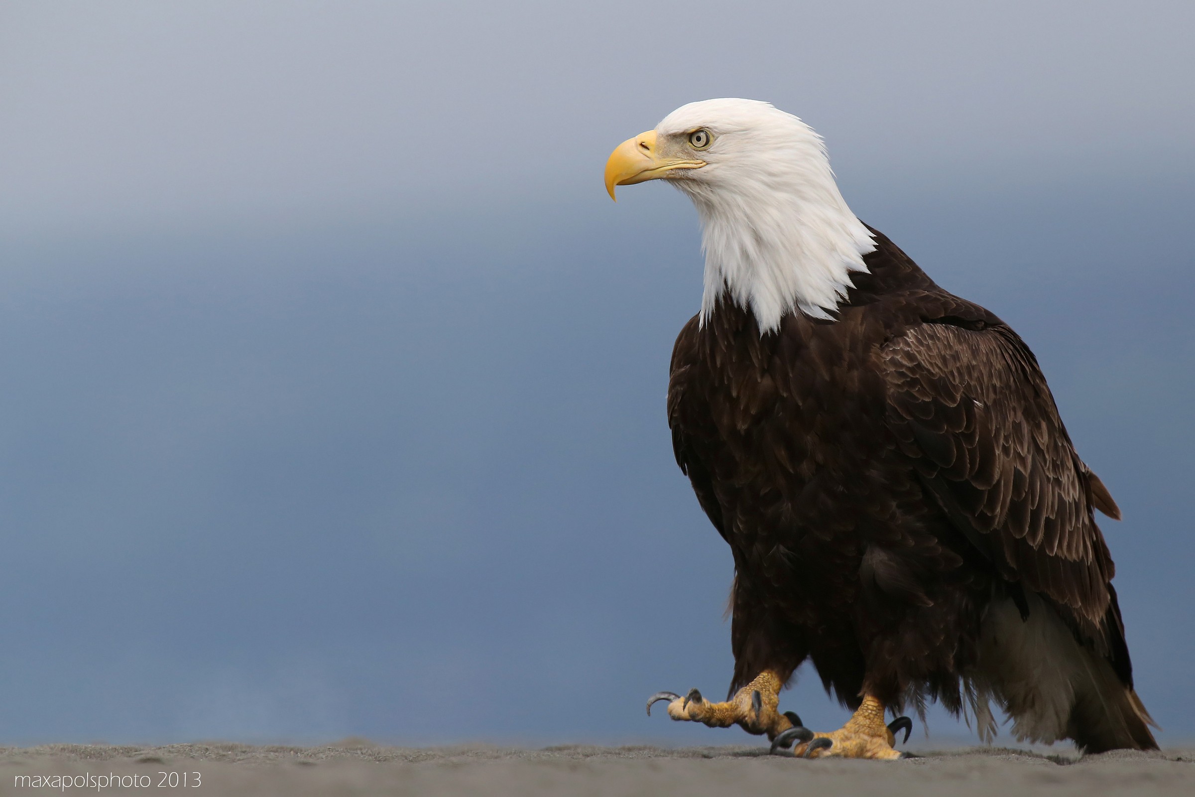 bald eagle..