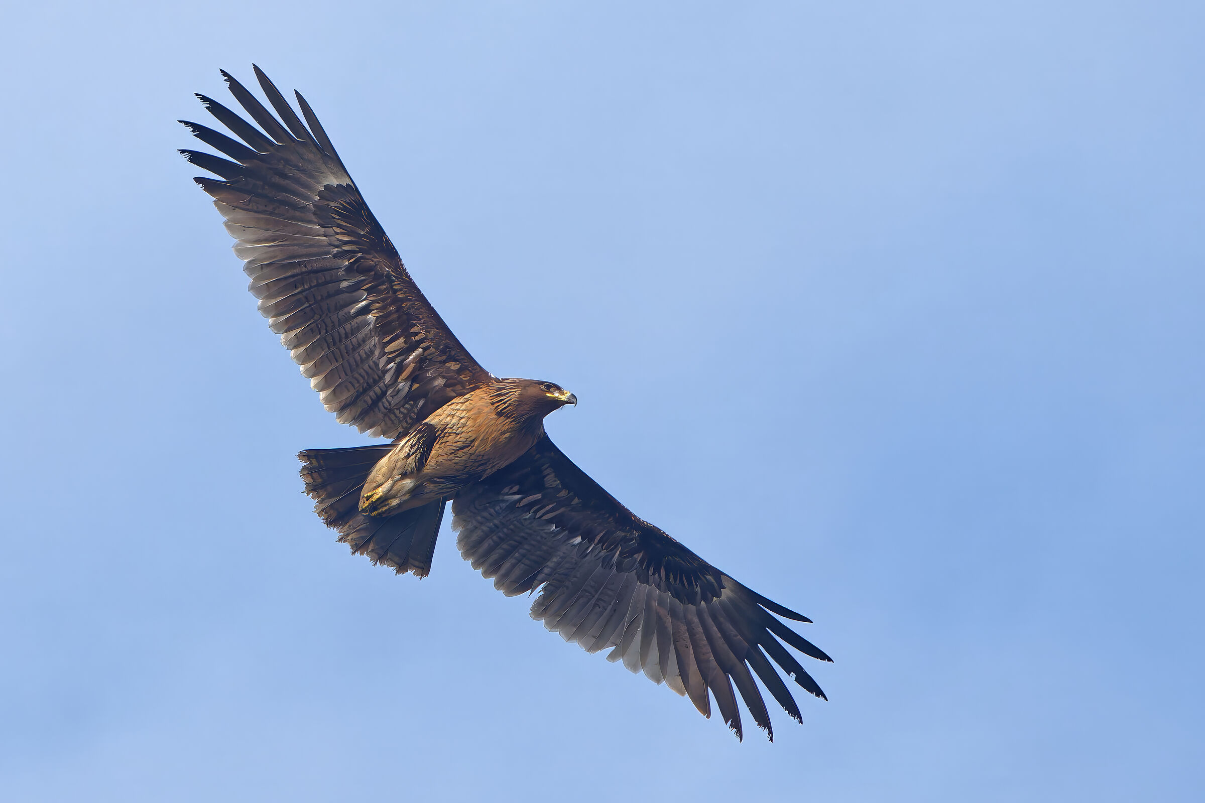 Aquila anatraia maggiore (Aquila clanga)