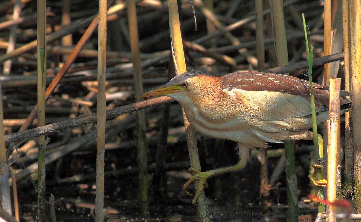 you do ... show me your tongue?