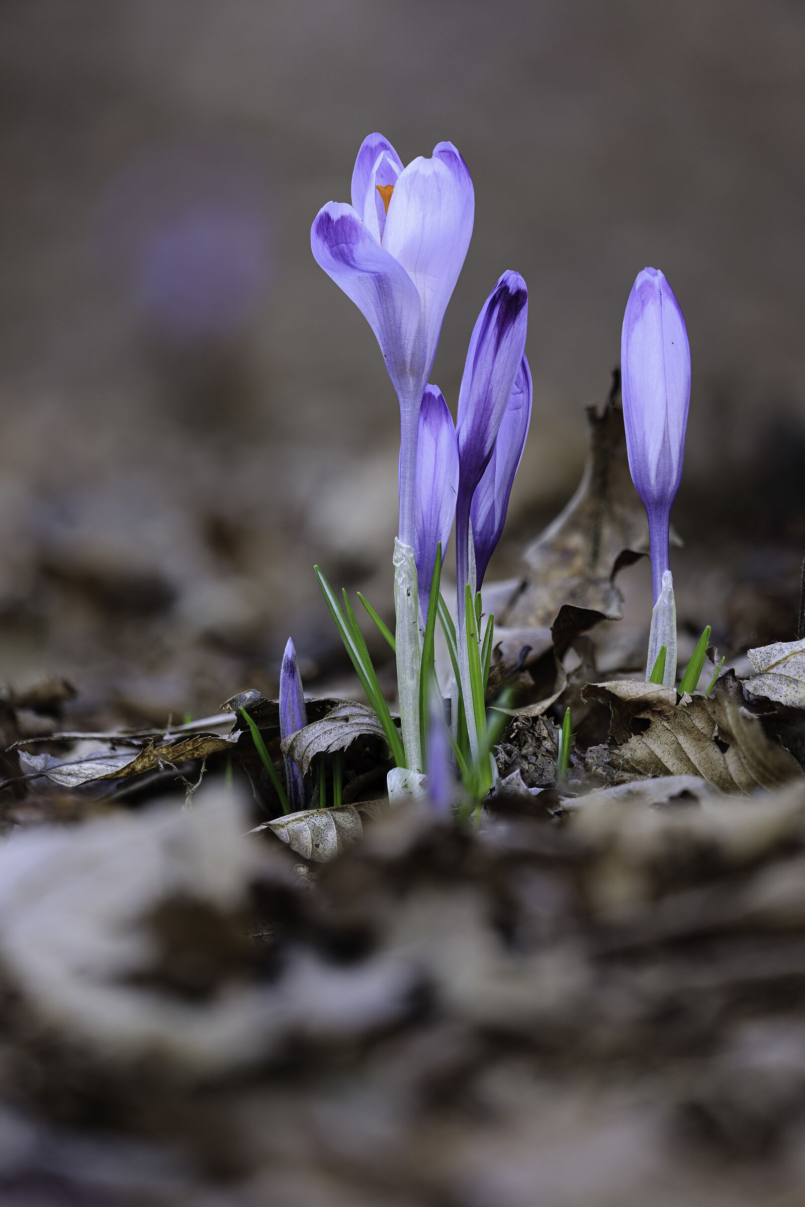 Crocus heuffelianus