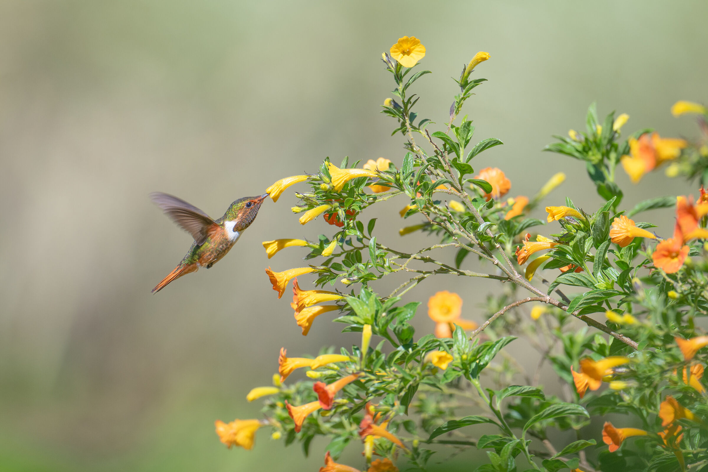 Danza tra i fiori