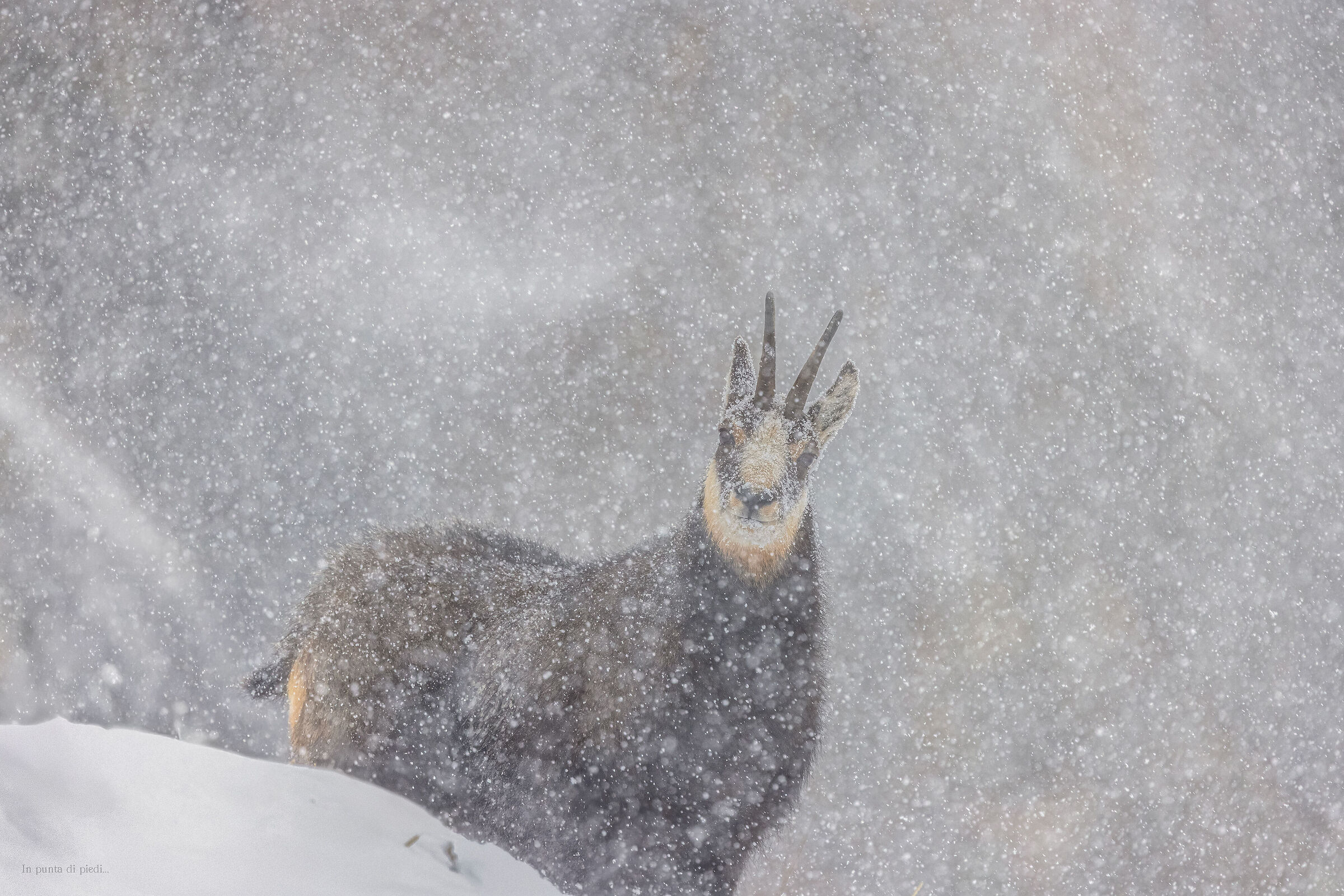 se riuscirai ad aspettare senza stancarti di aspettare!