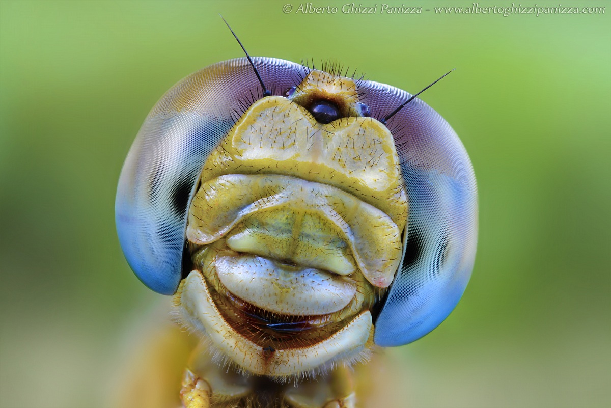 Felicità di essere una libellula