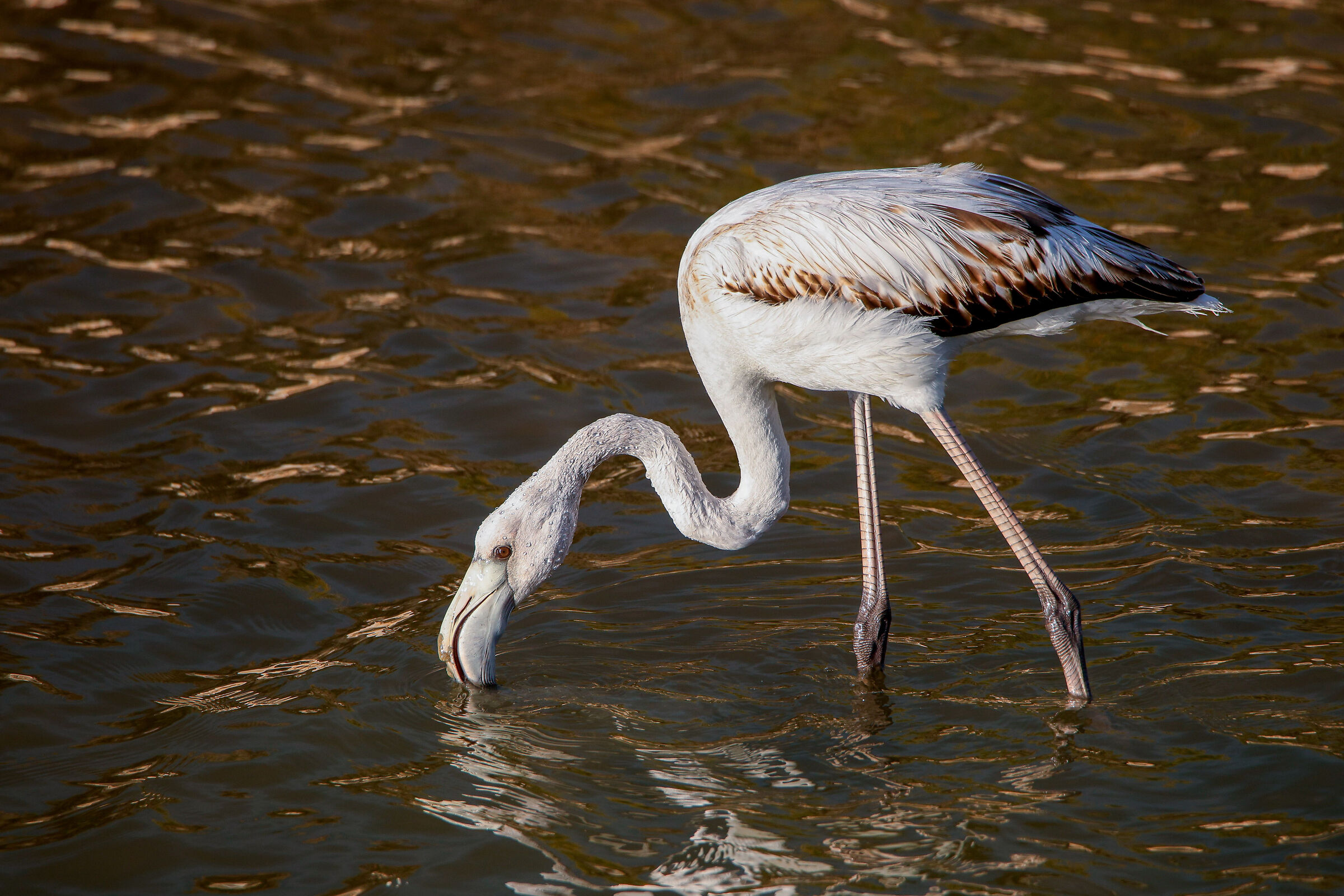 Giovane fenicottero al tramonto