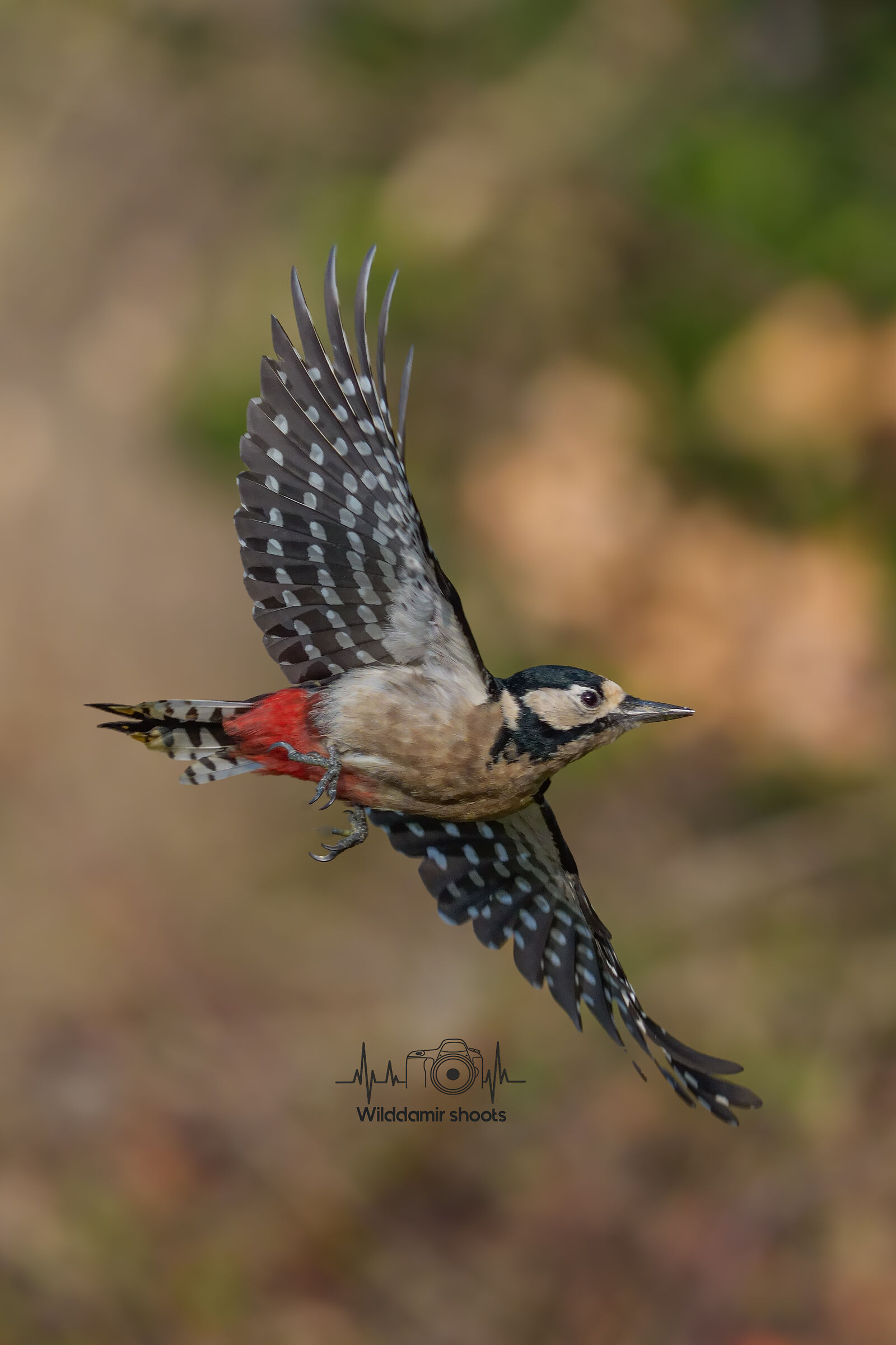 Great Spotted Woodpecker