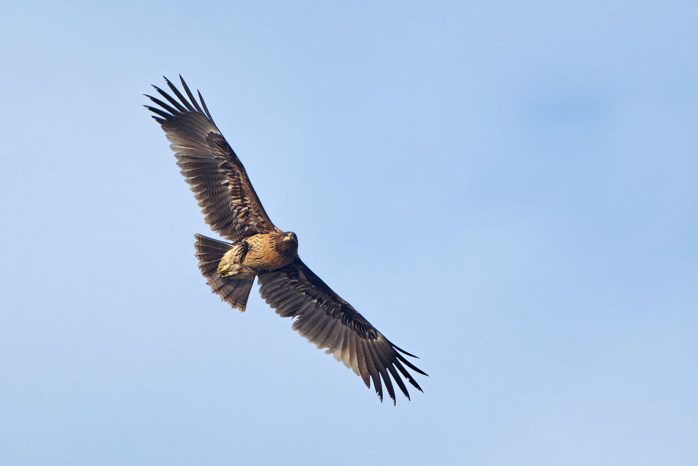 Aquila anatraia maggiore (Aquila clanga)