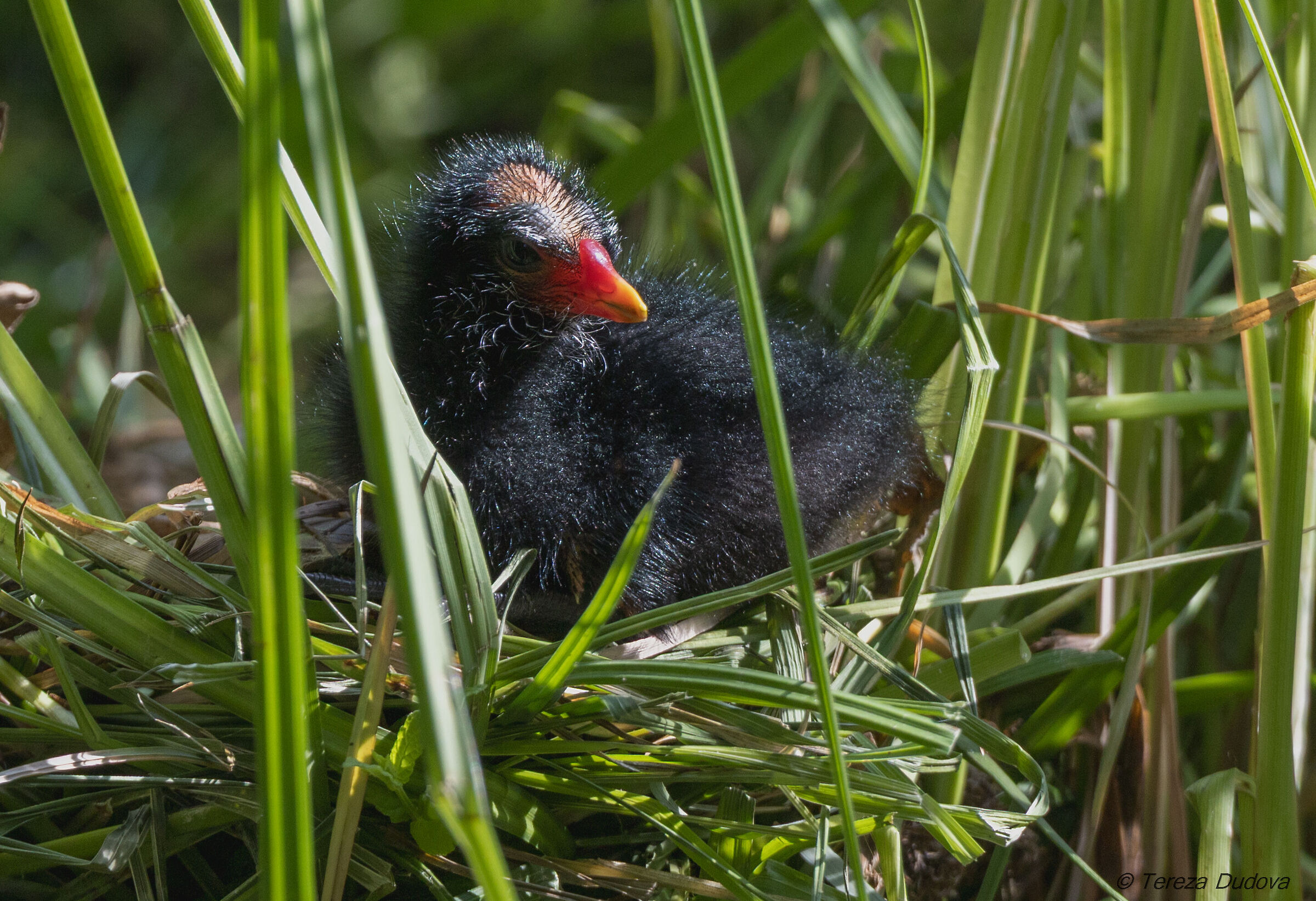 Slípka zelenonohá (Gallinula chloropus)
