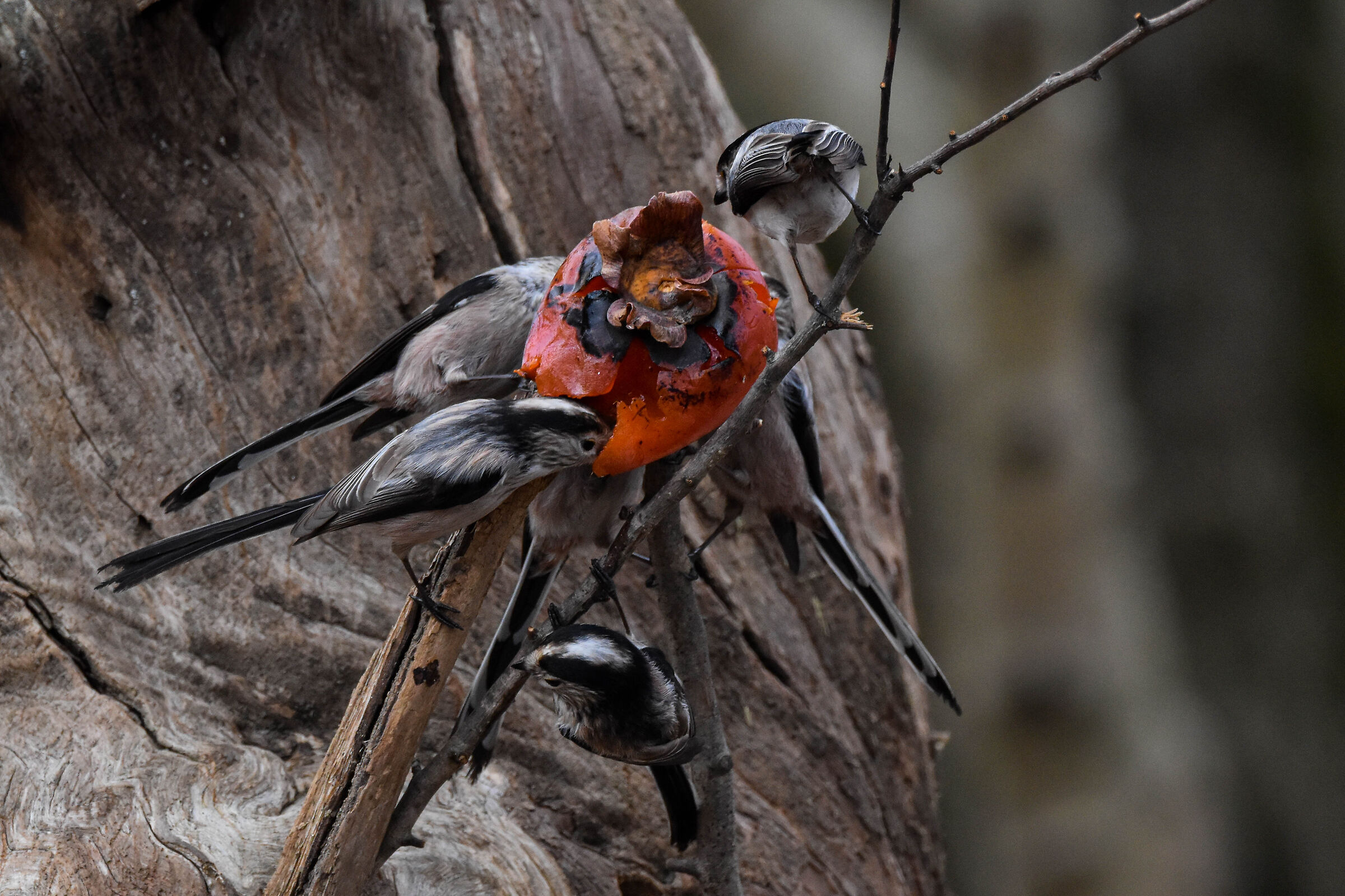Codibugnoli intorno a frutto