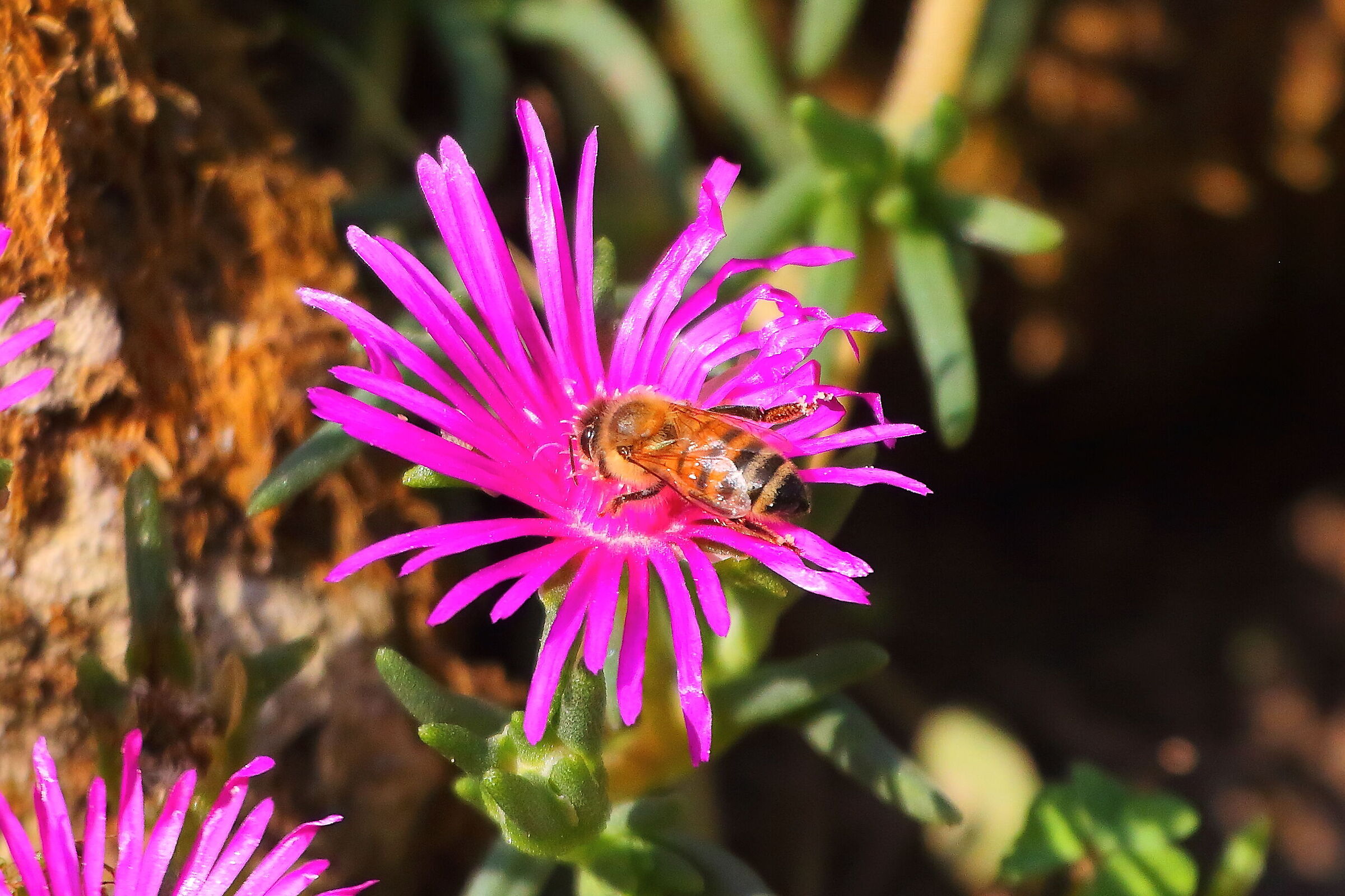 Ape 12 agosto 2025 - 0025