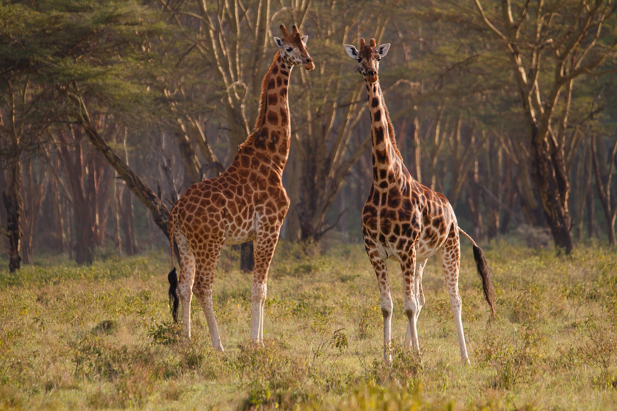 Giraffes
