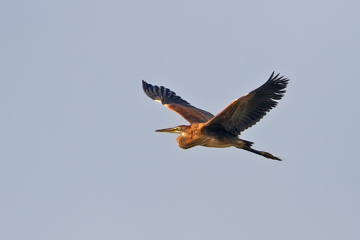 airone rosso (ardea purpurea)
