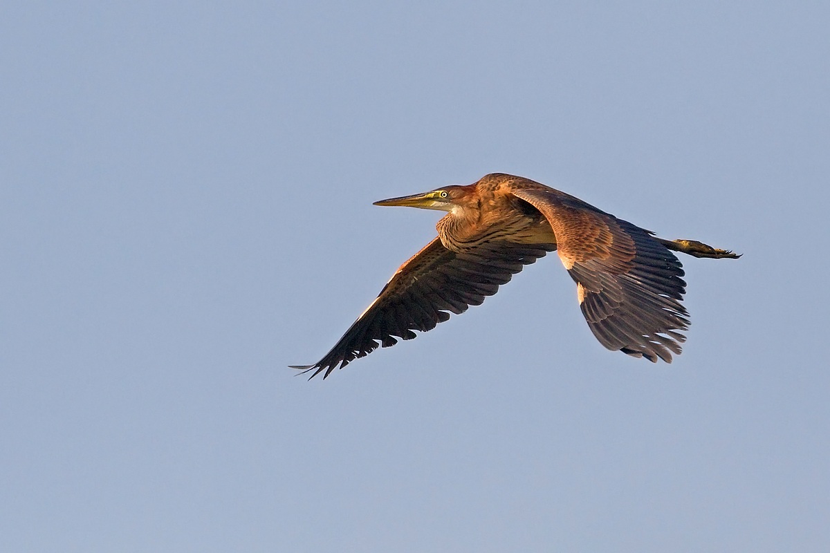 airone rosso (ardea purpurea)