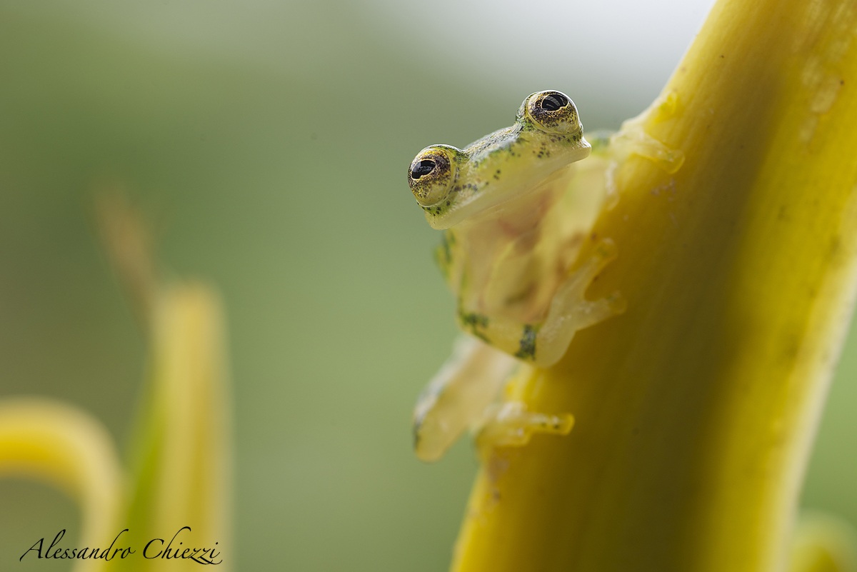 Gli occhi e il cuore della rana di vetro