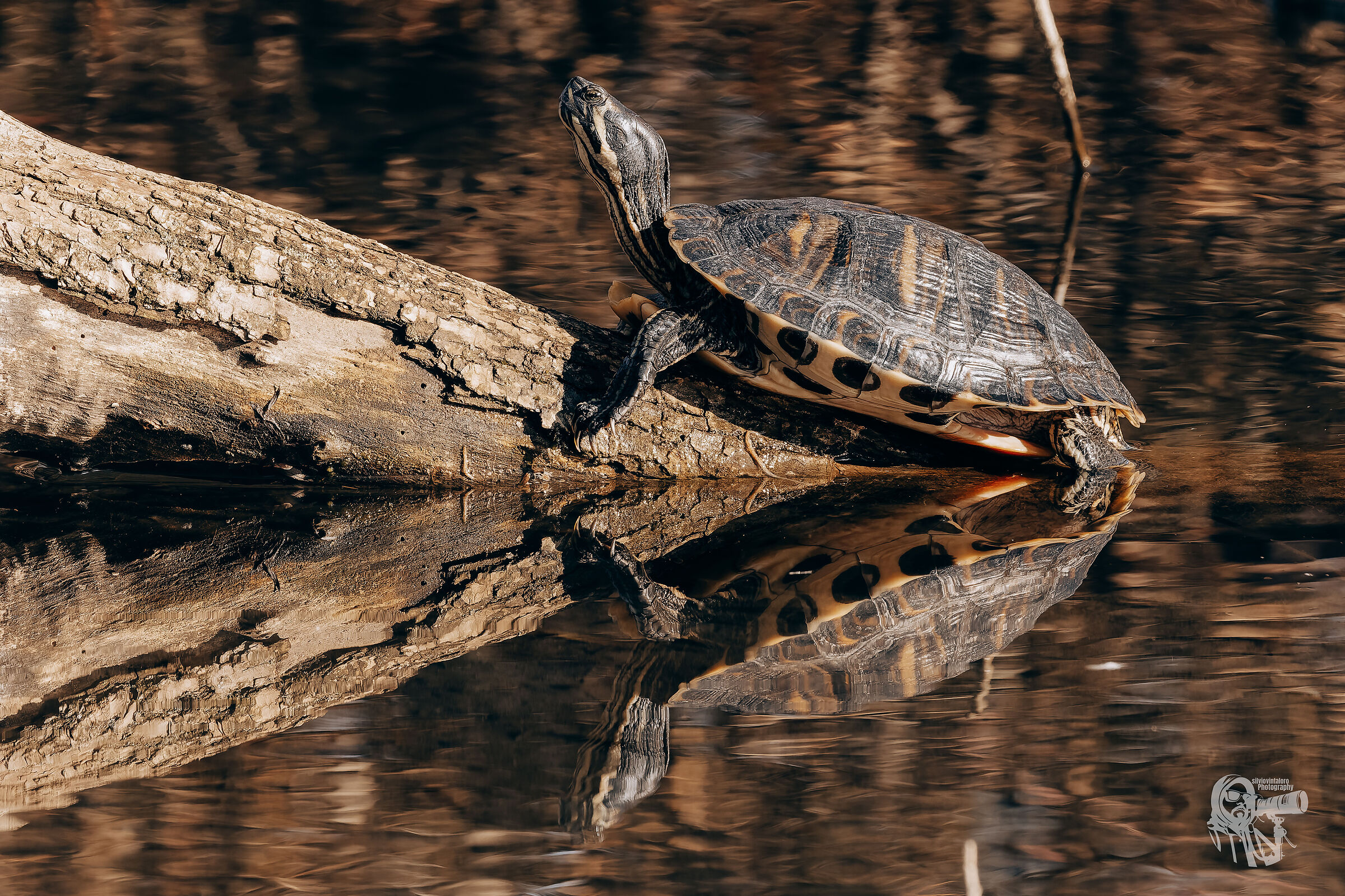 American Turtle, Turin