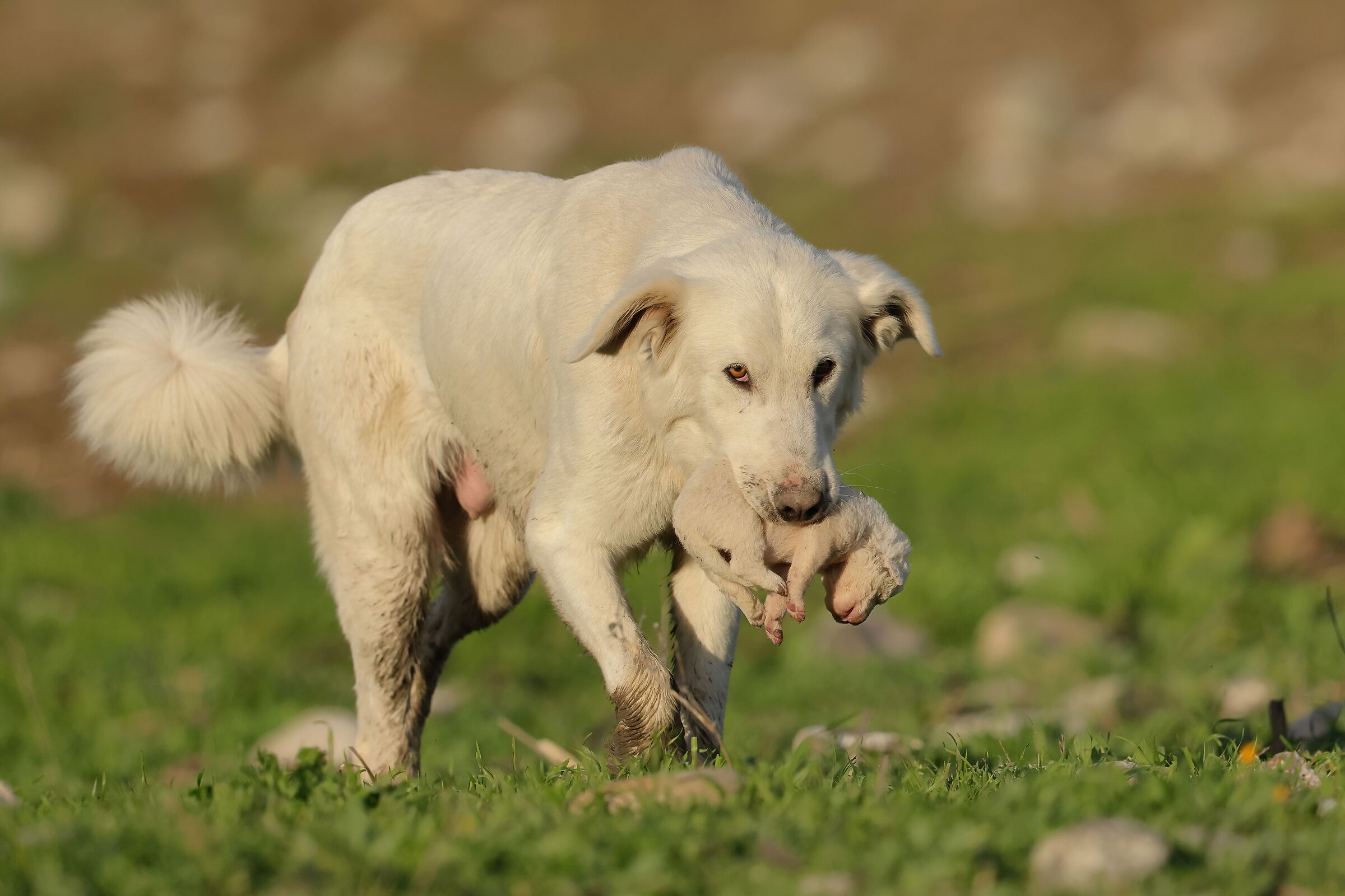 Trasferimento cucciolata