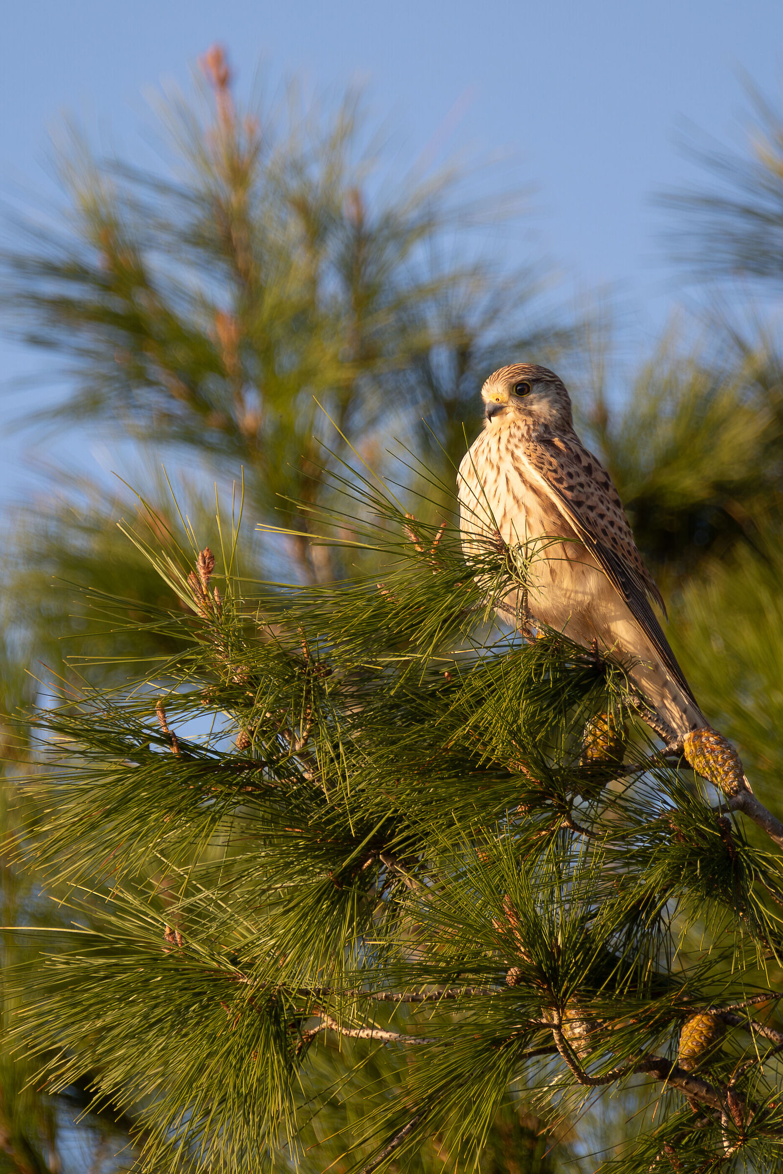 Christmas kestrel ..