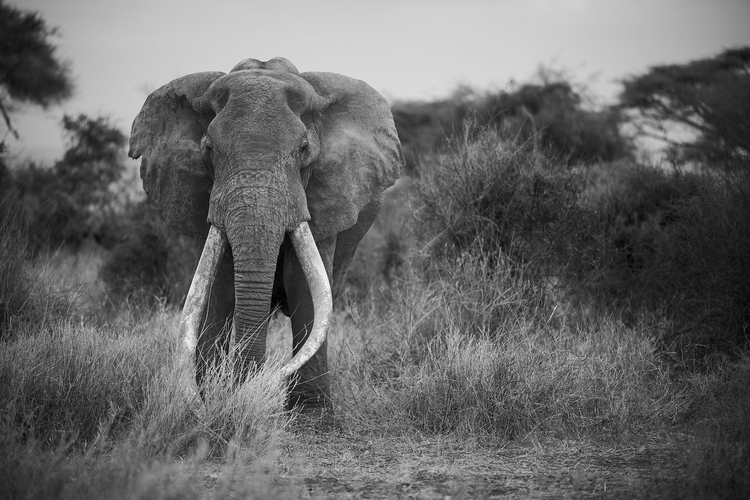 Craig il "Big Tusker" di Amboseli