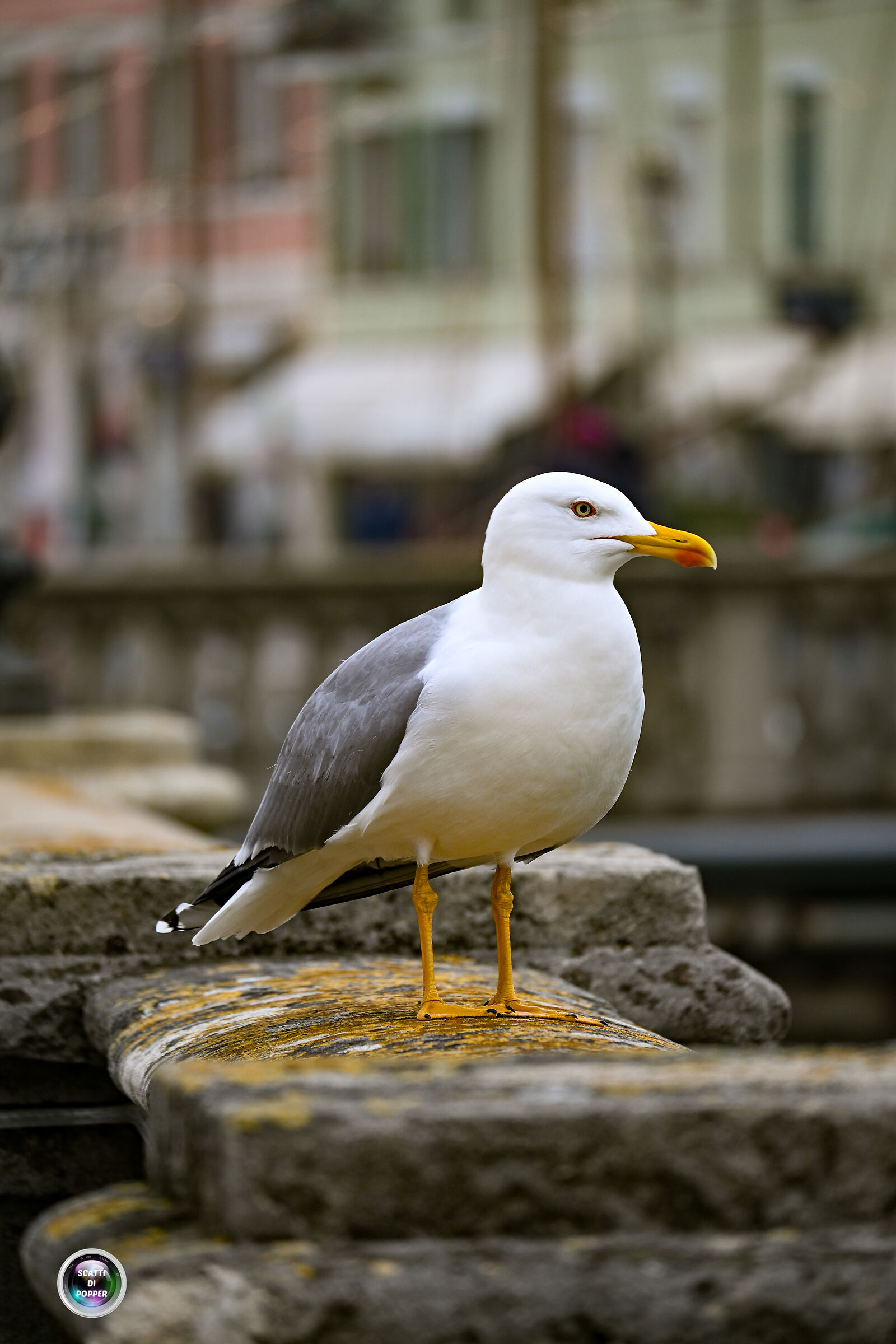 Seagull