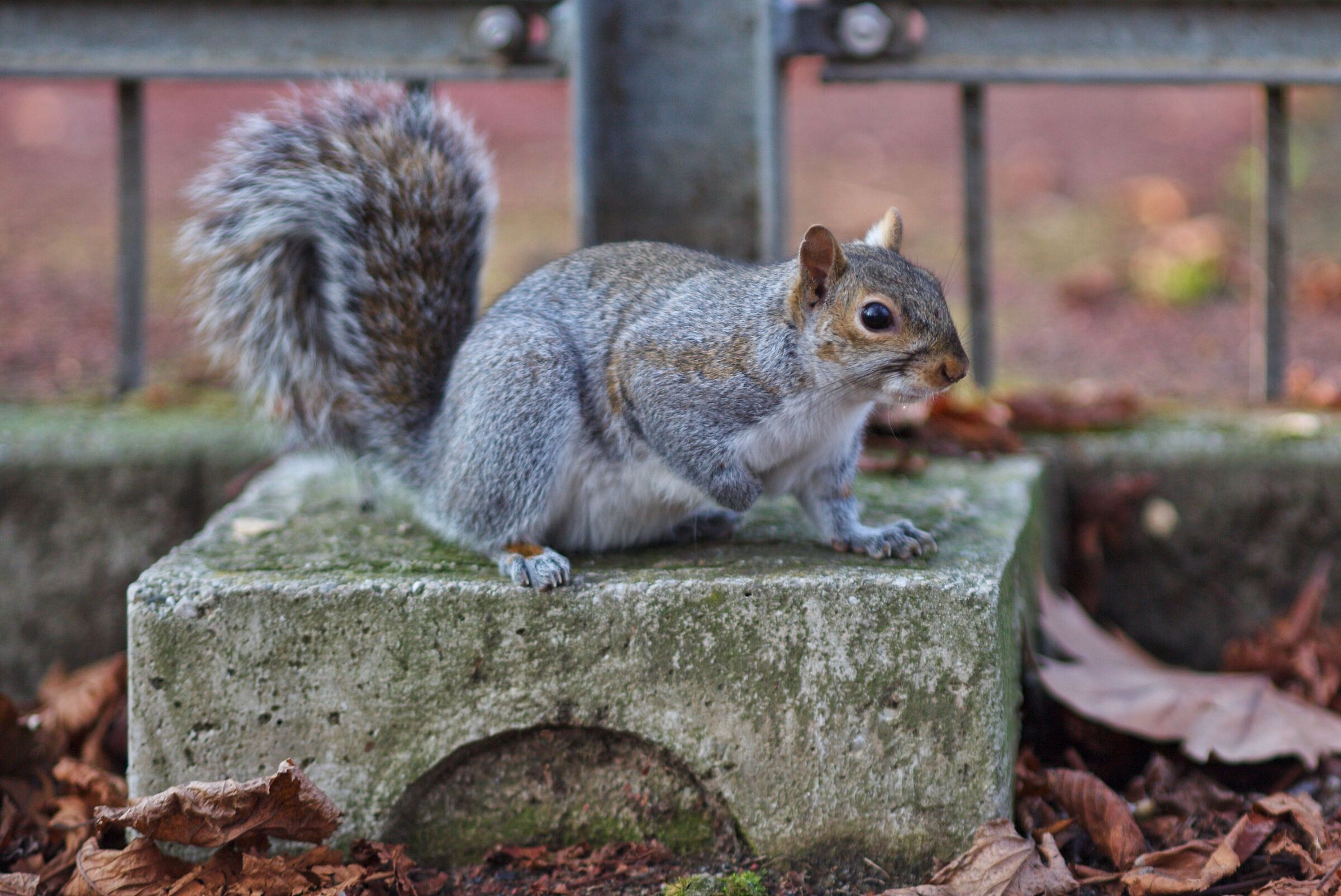Chubby squirrel posing
