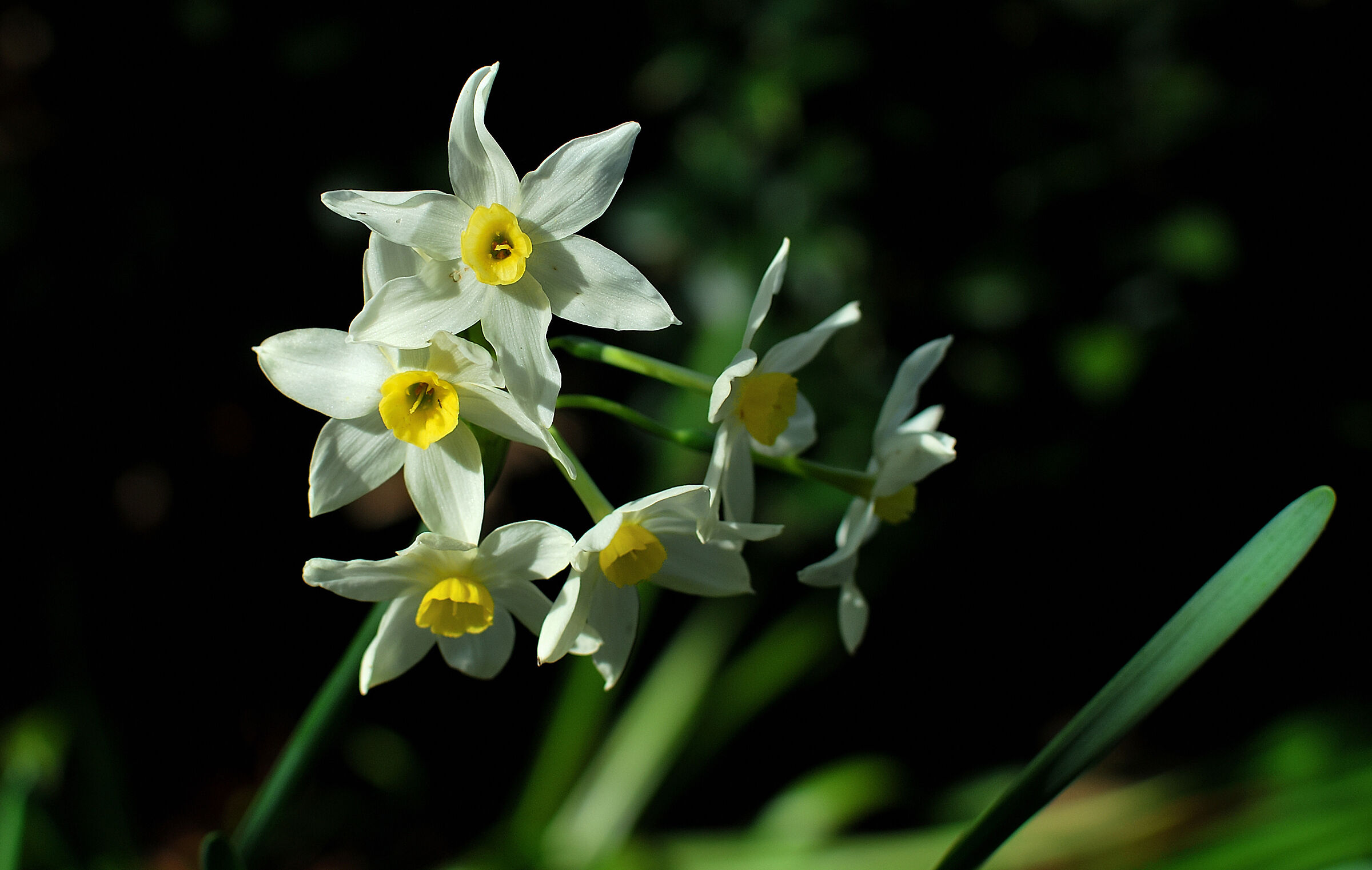 Narcissus