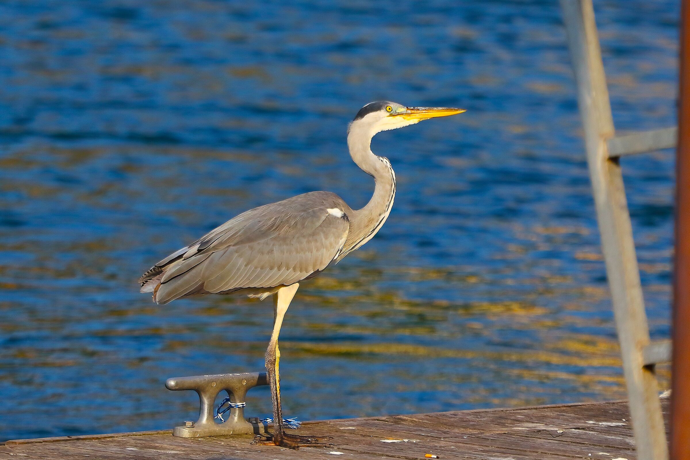 Cenerino 13 agosto 2025 - 0048