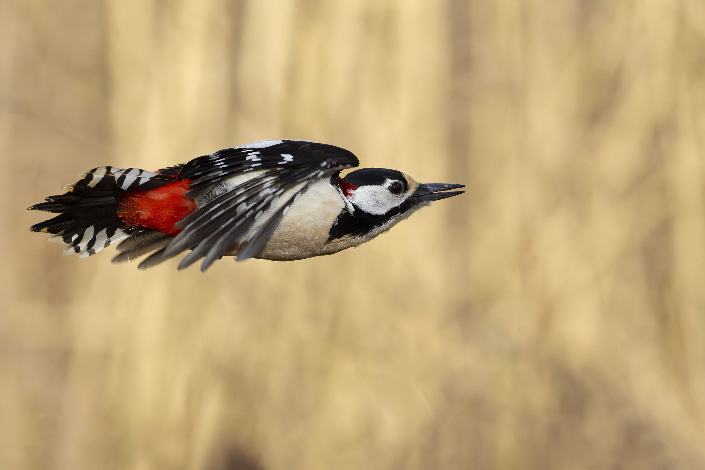 Aerodinamica del Picchio rosso maggiore