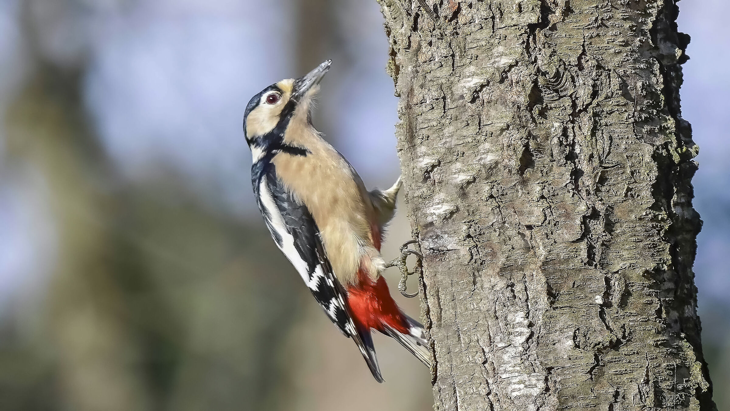 Picchio Rosso Maggiore