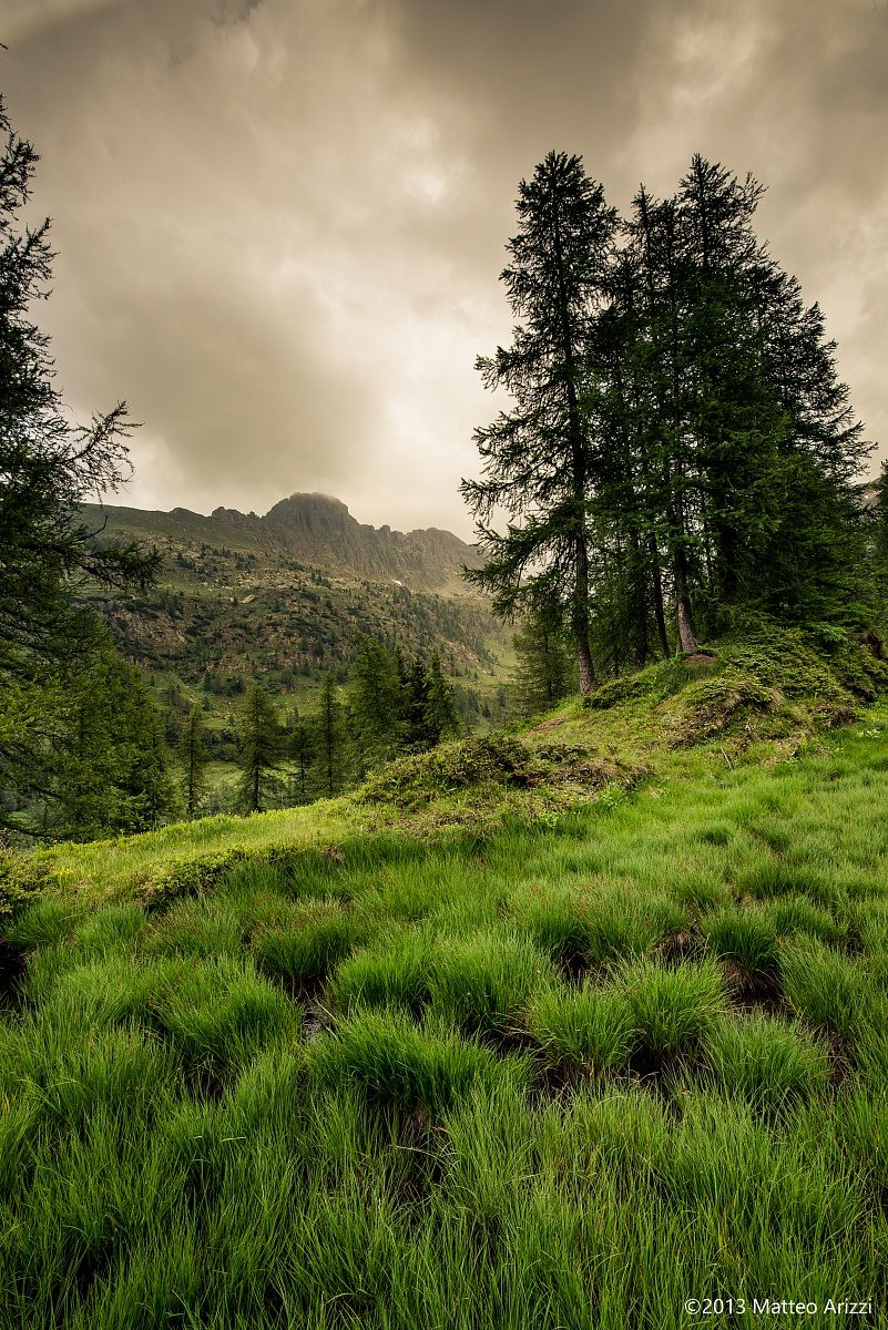 Acquitrino d'alta quota