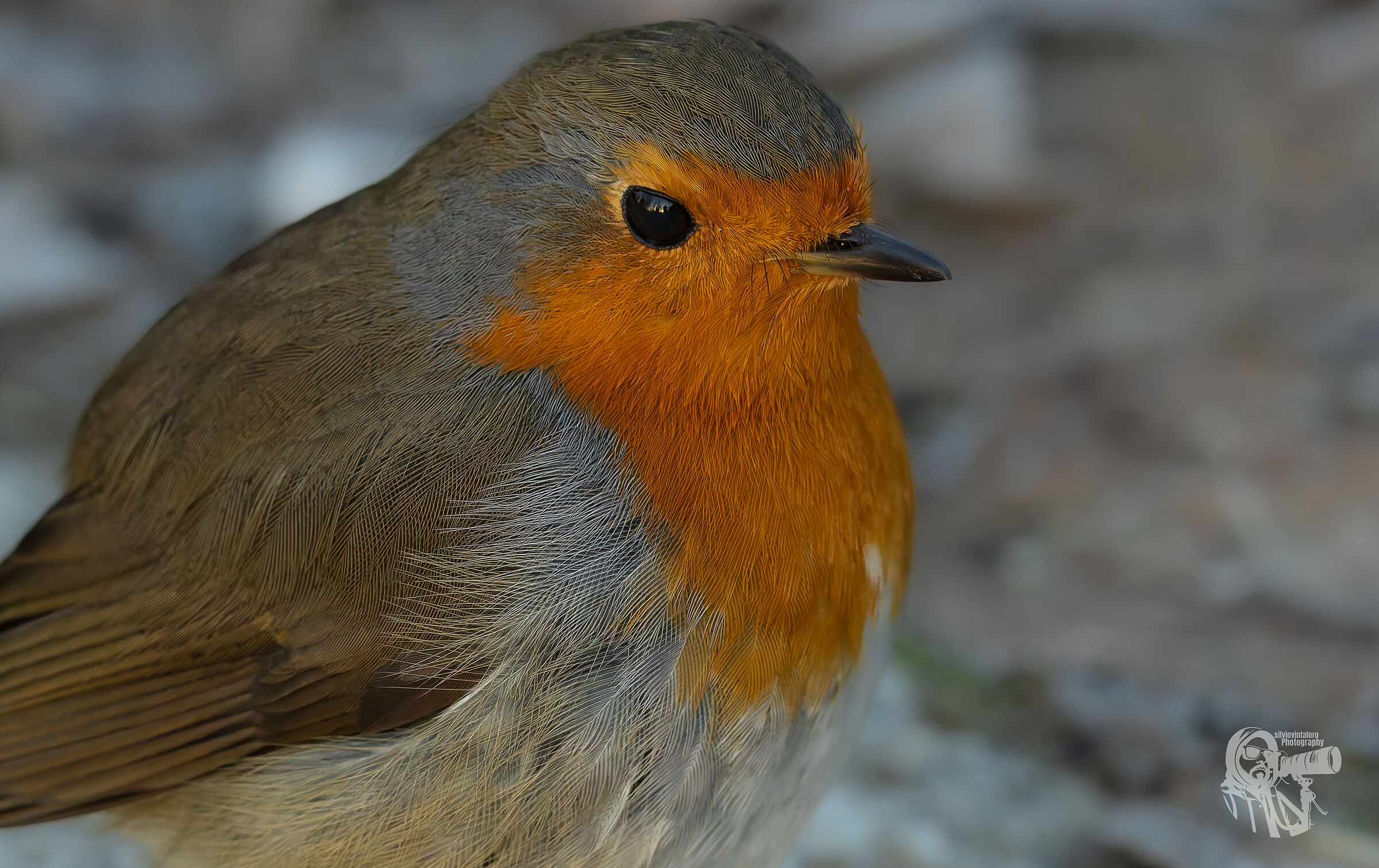 Robin