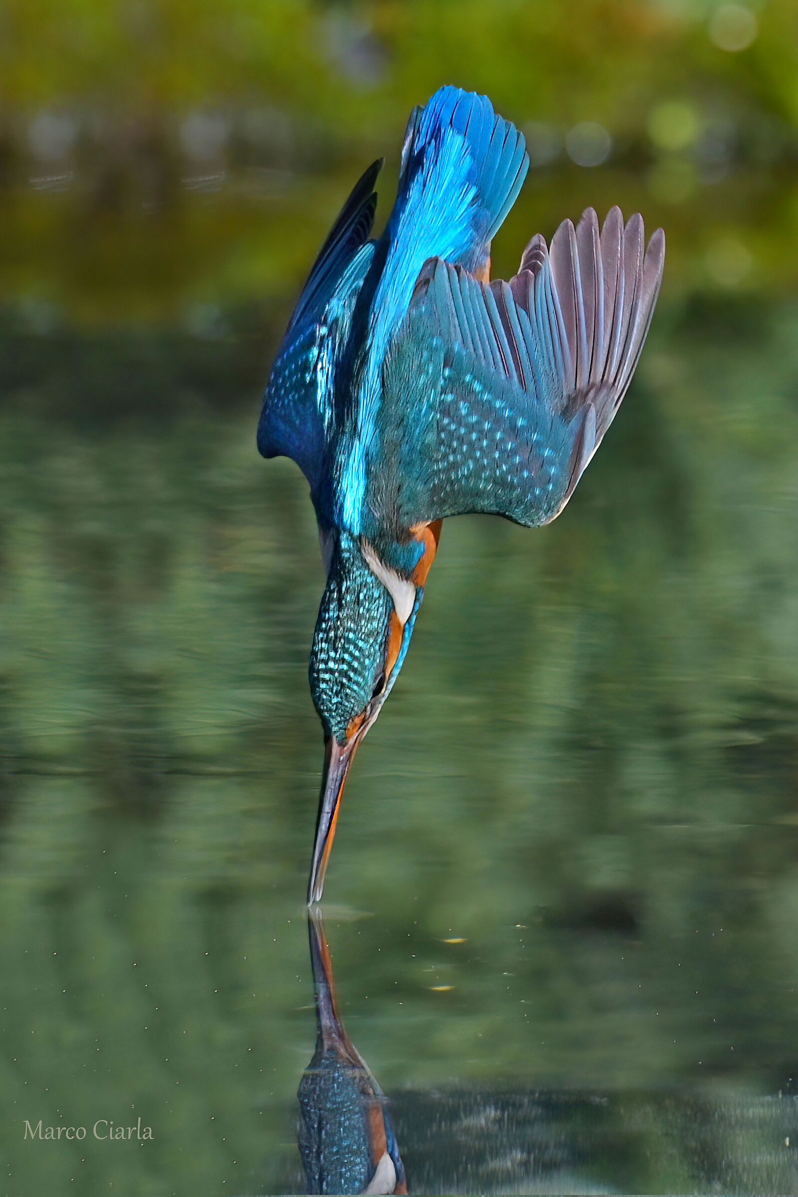 Kingfisher