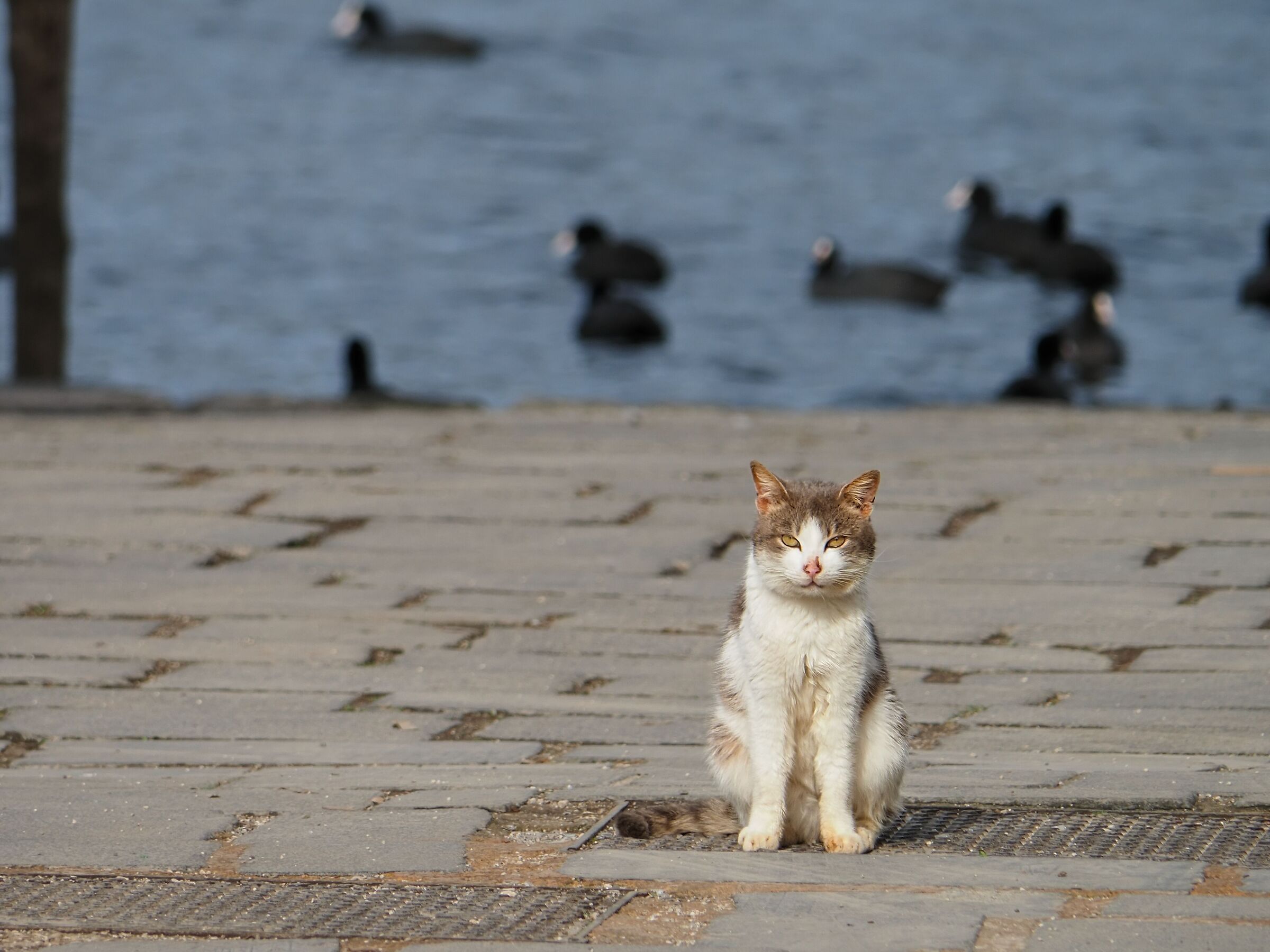 The guardian of the lake