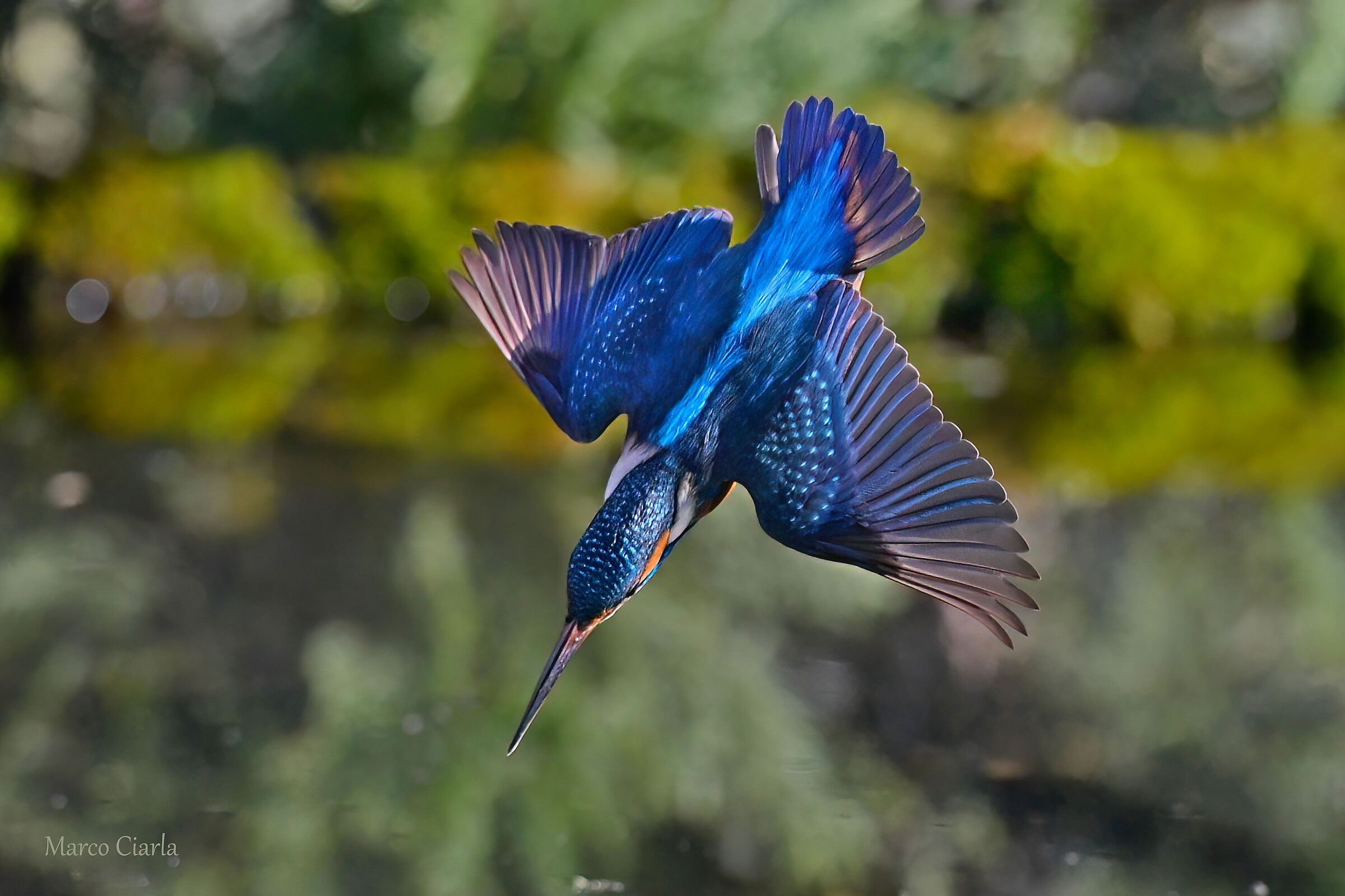 Kingfisher