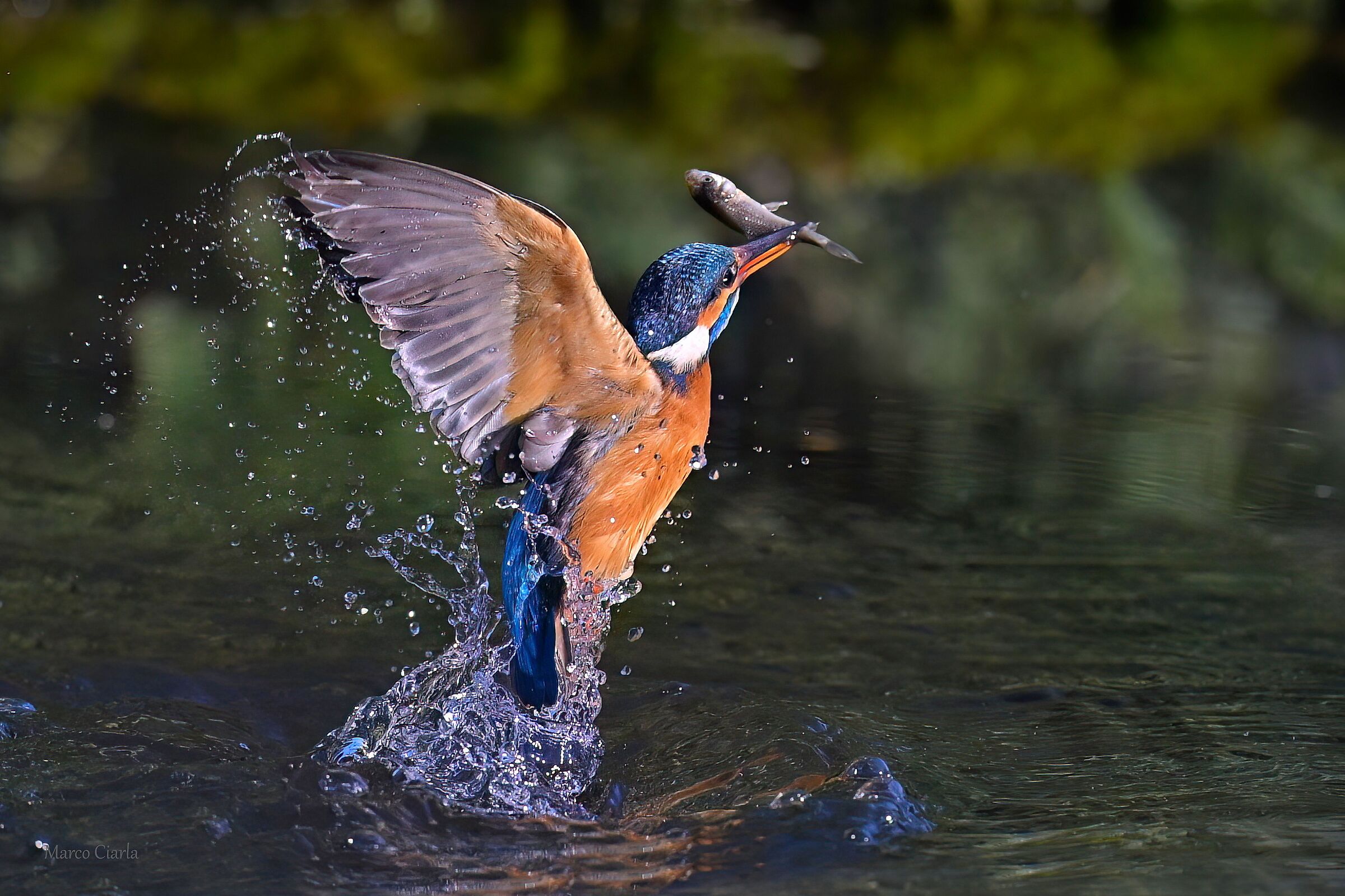 Kingfisher