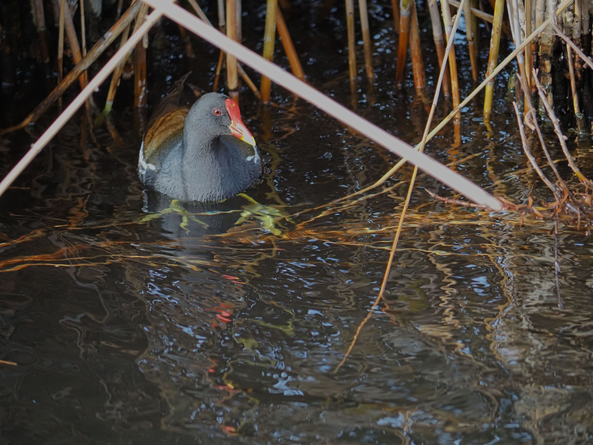 Hidden among the reeds