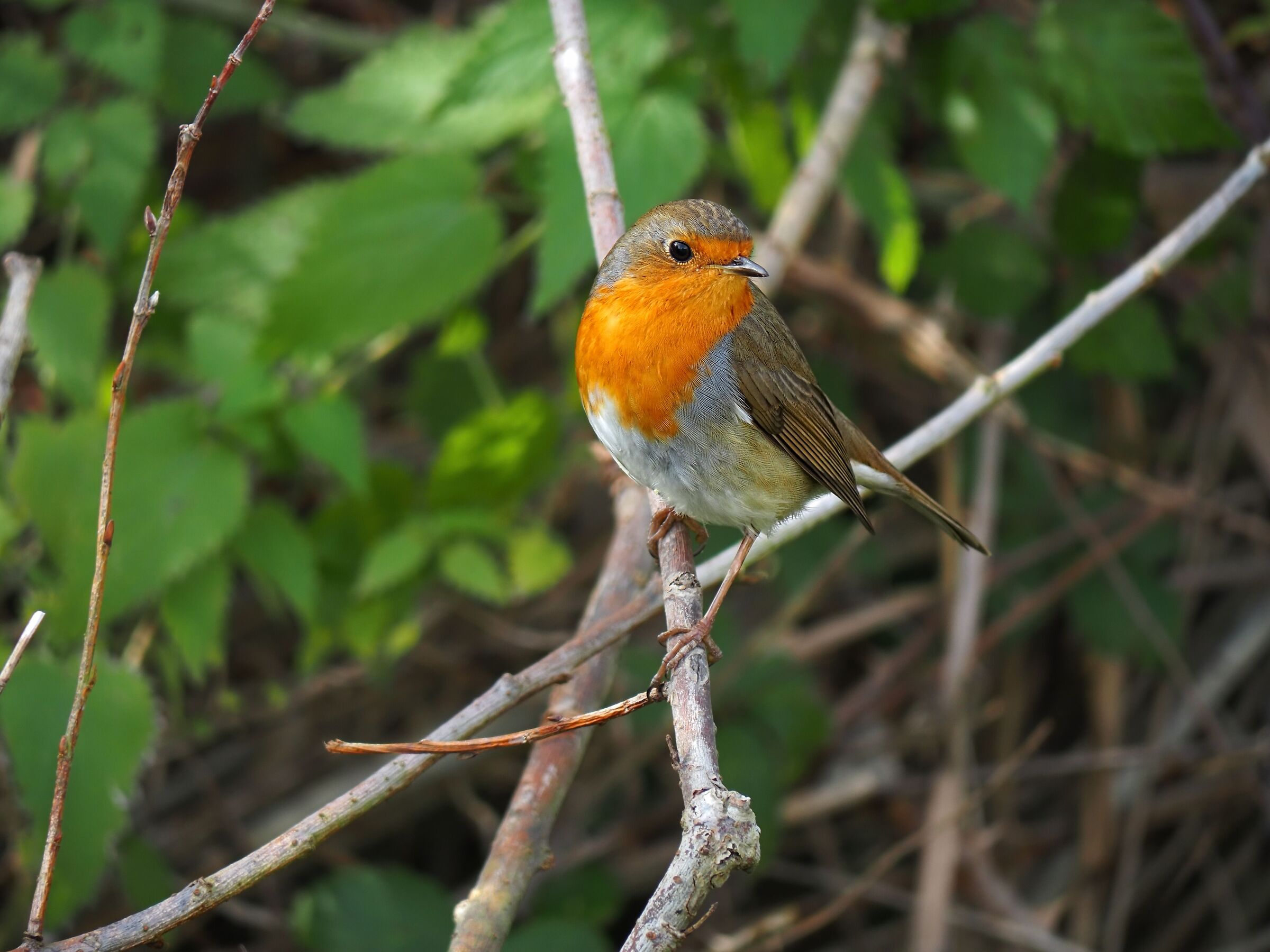 The Robin