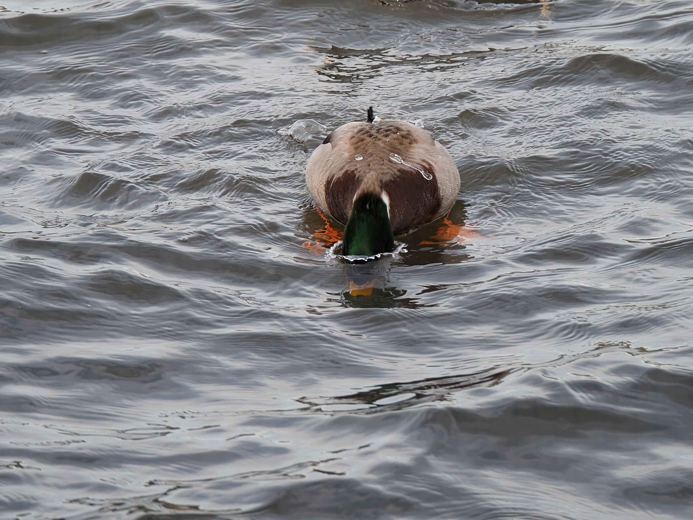 The diver