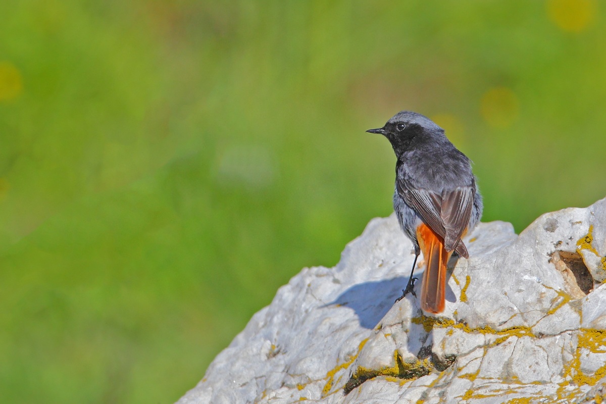 Codirosso spazzacamino