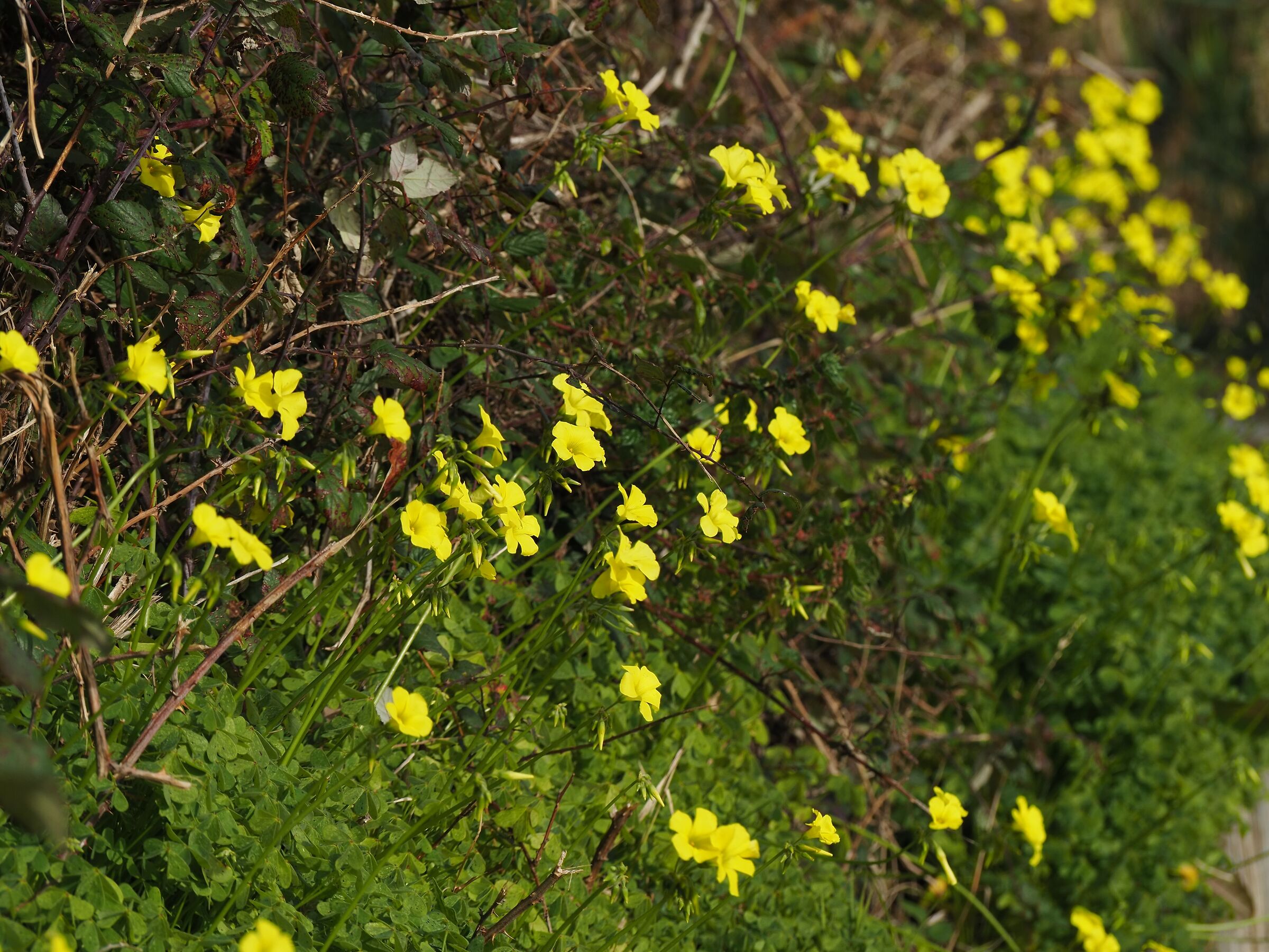 Yellow acesotella
