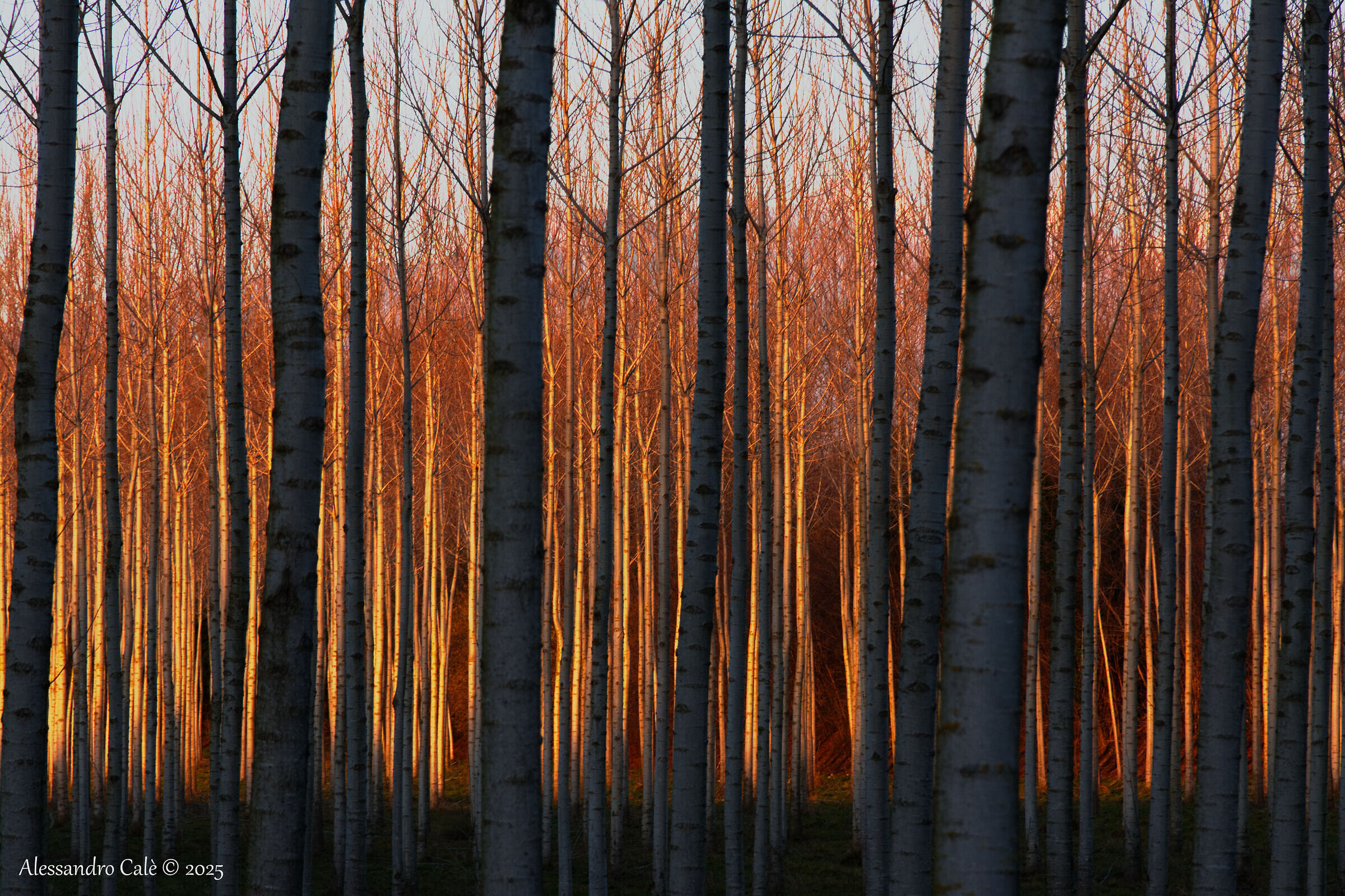 Il fuoco dietro i pioppi 2270