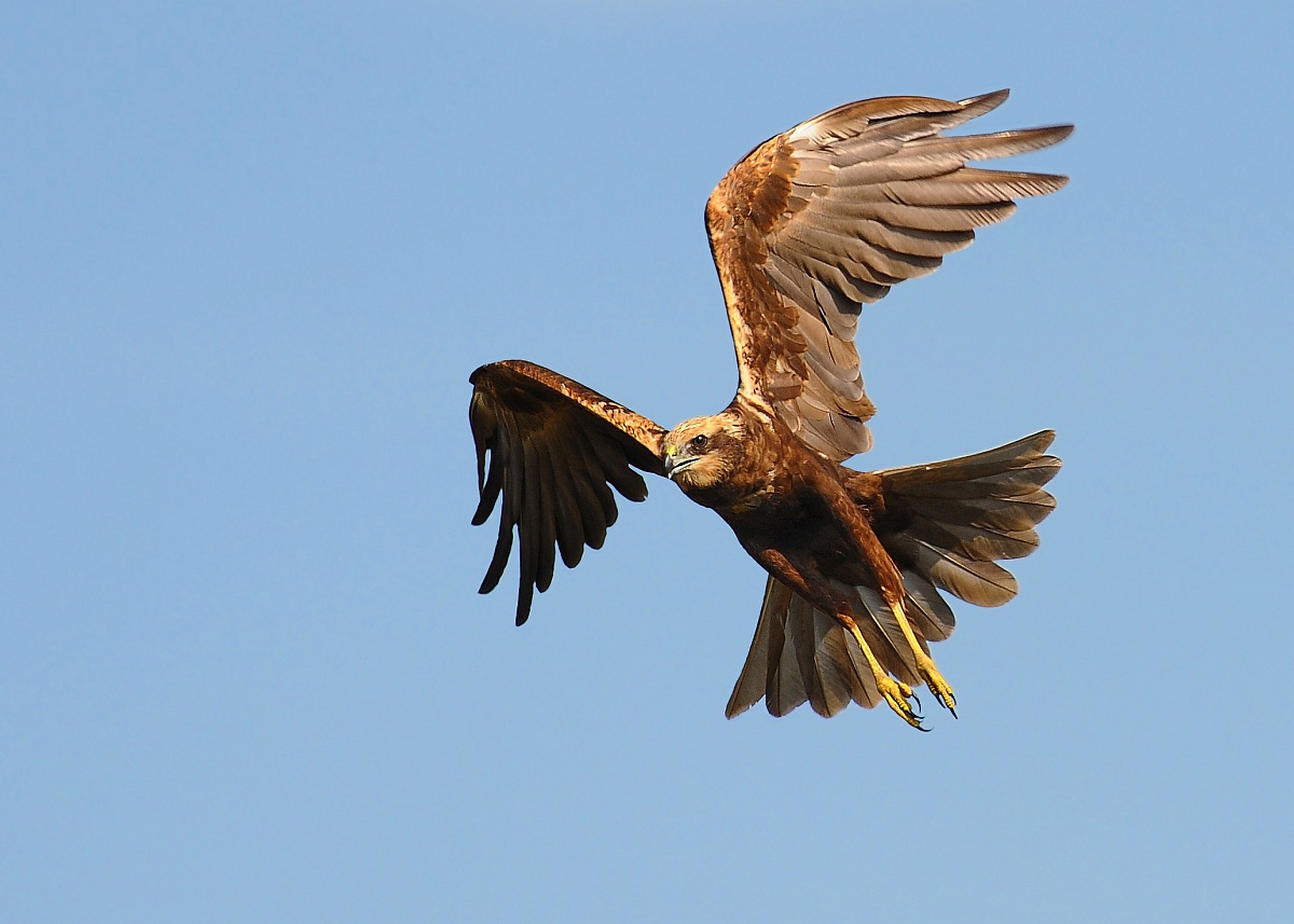 falco di palude femmina