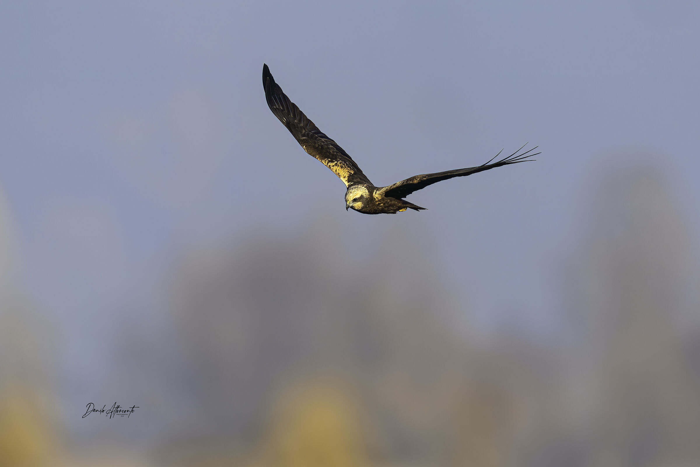 Marsh Harrier