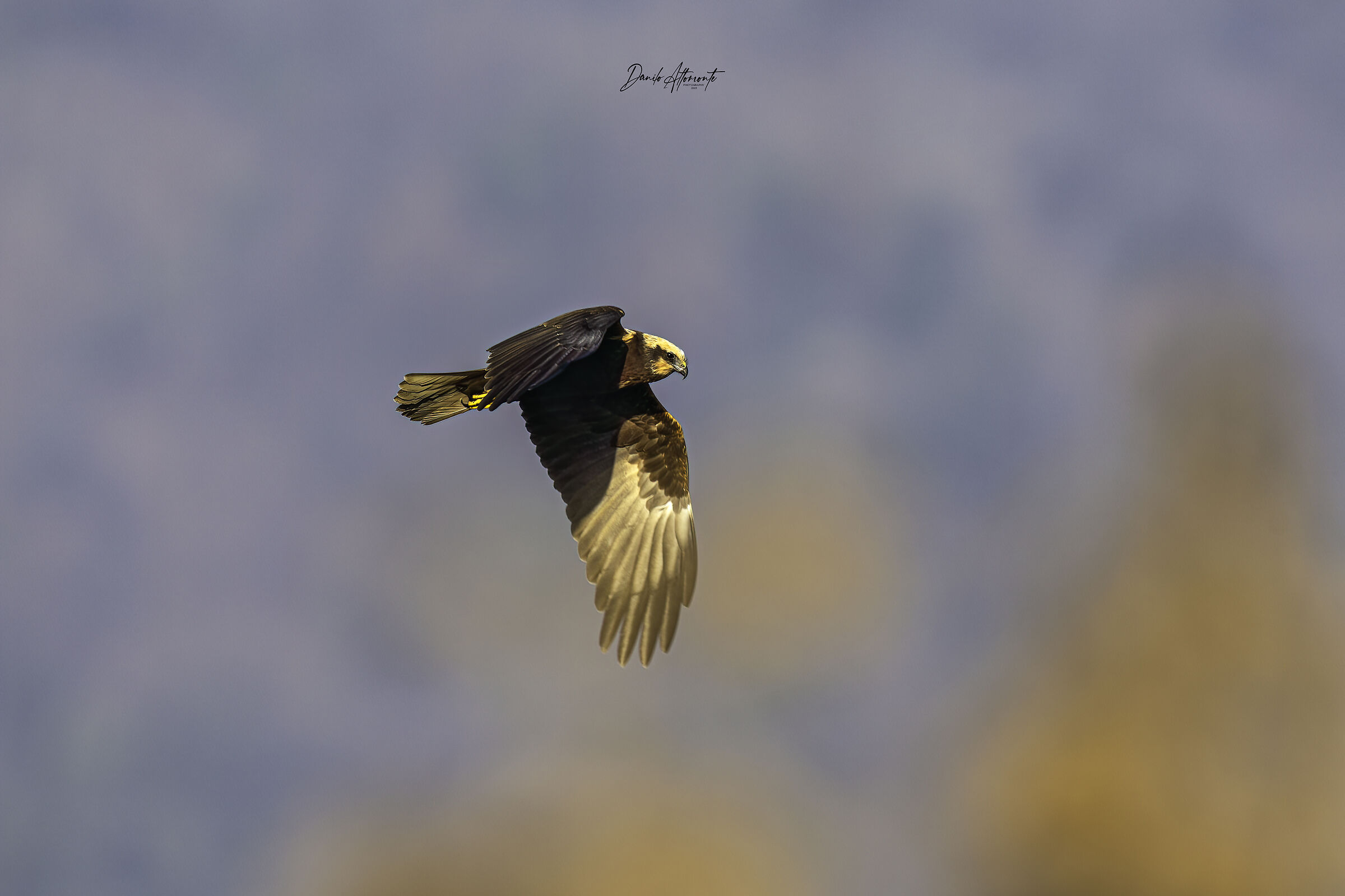 Marsh Harrier