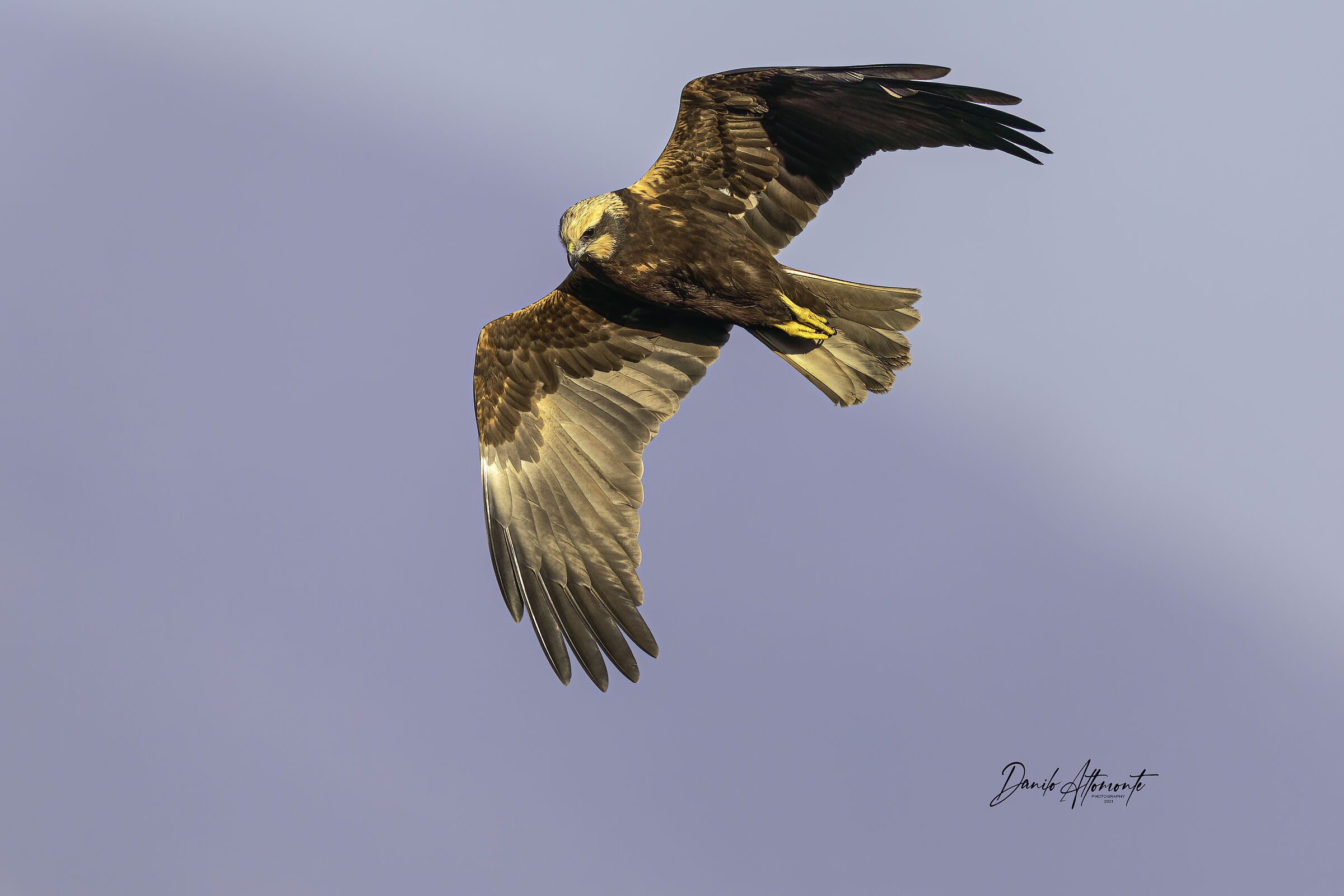 Marsh Harrier