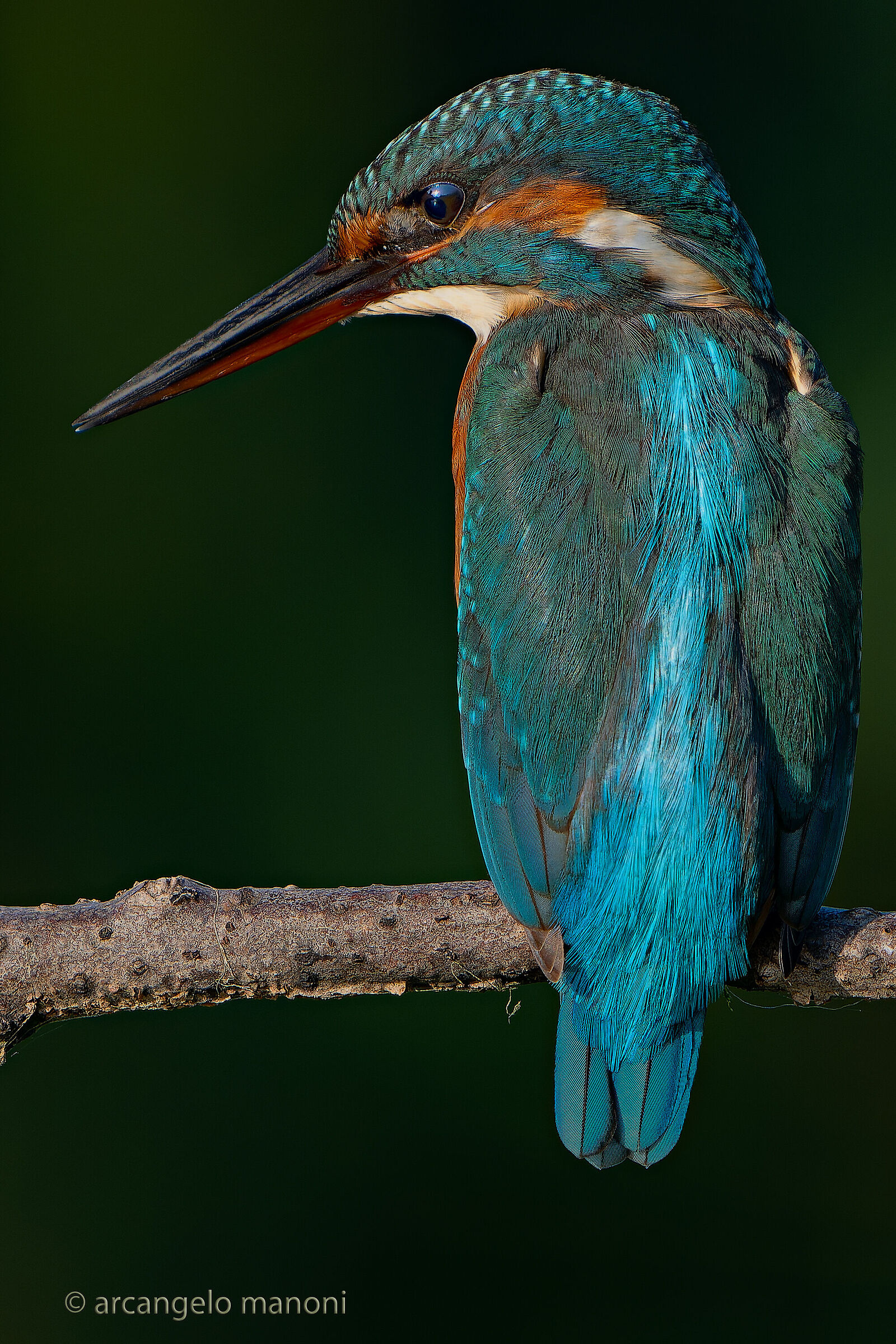 La femmina del martino