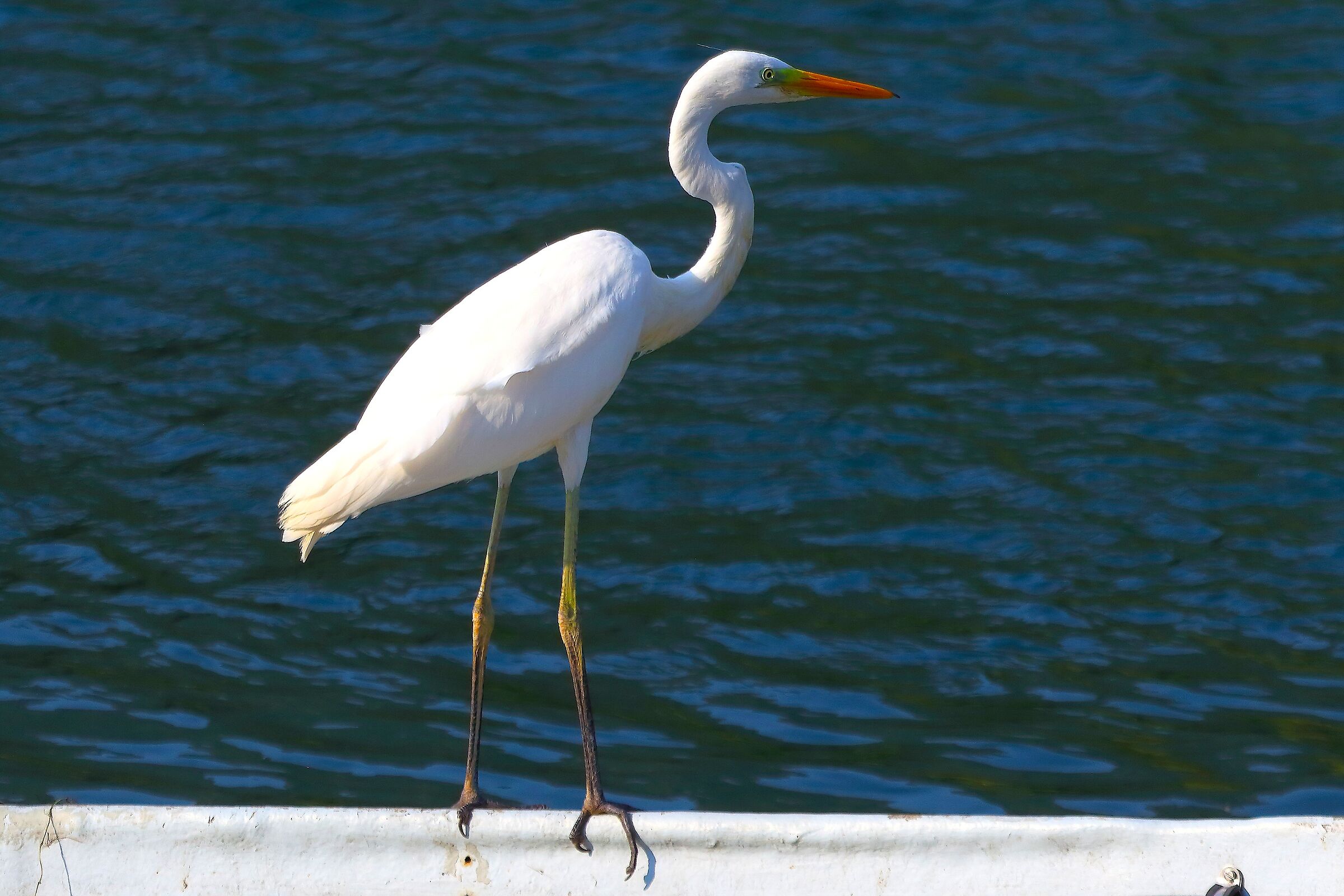 ABM 13 agosto 2025 - 0050