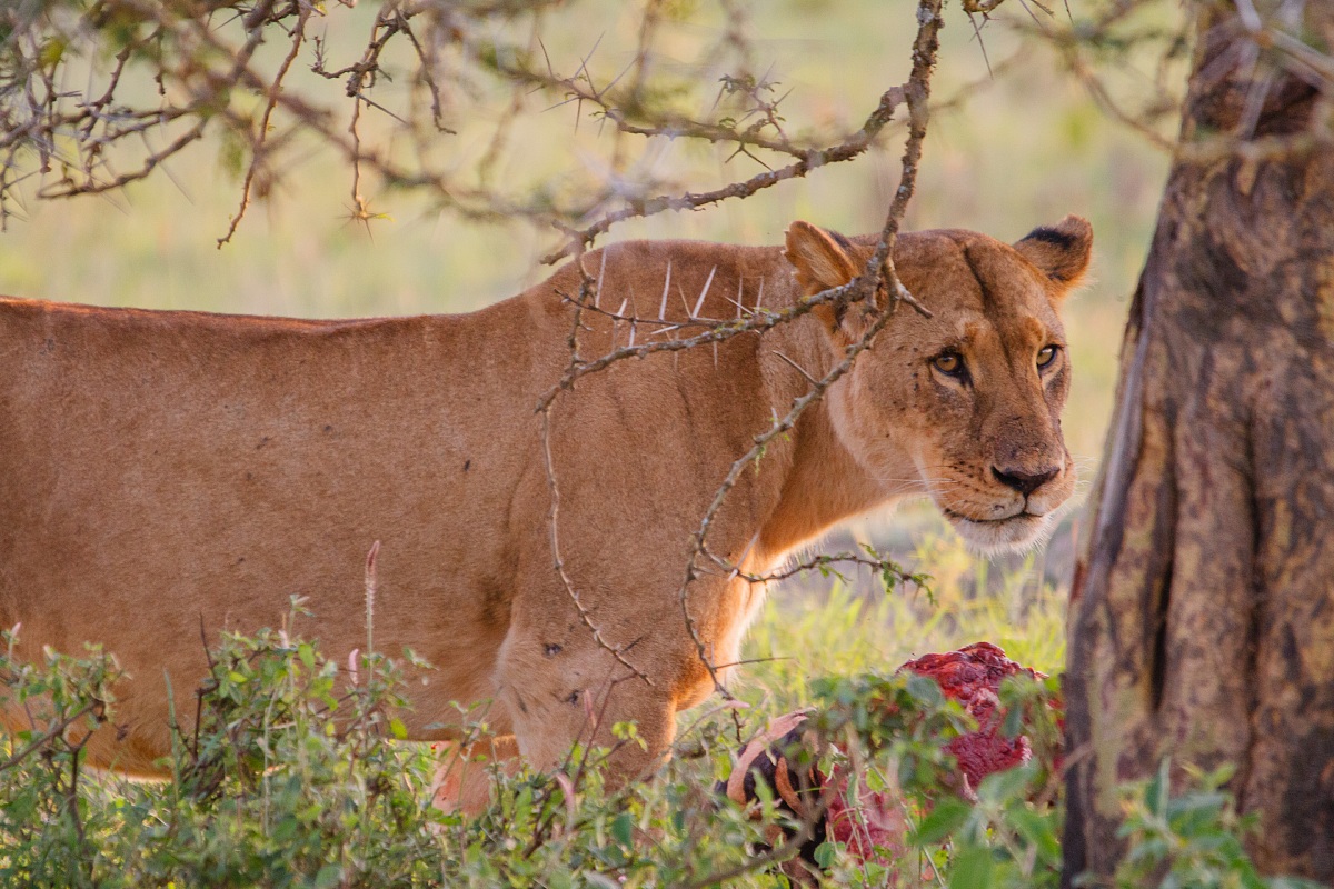 leonassa enjoying the prey