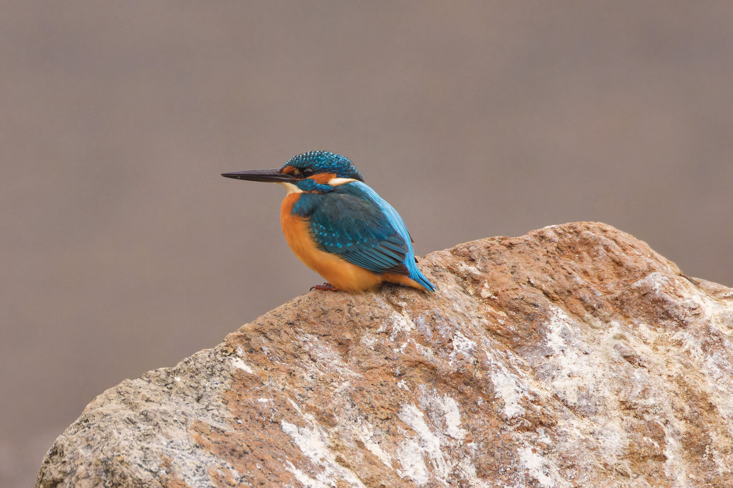 Kingfisher